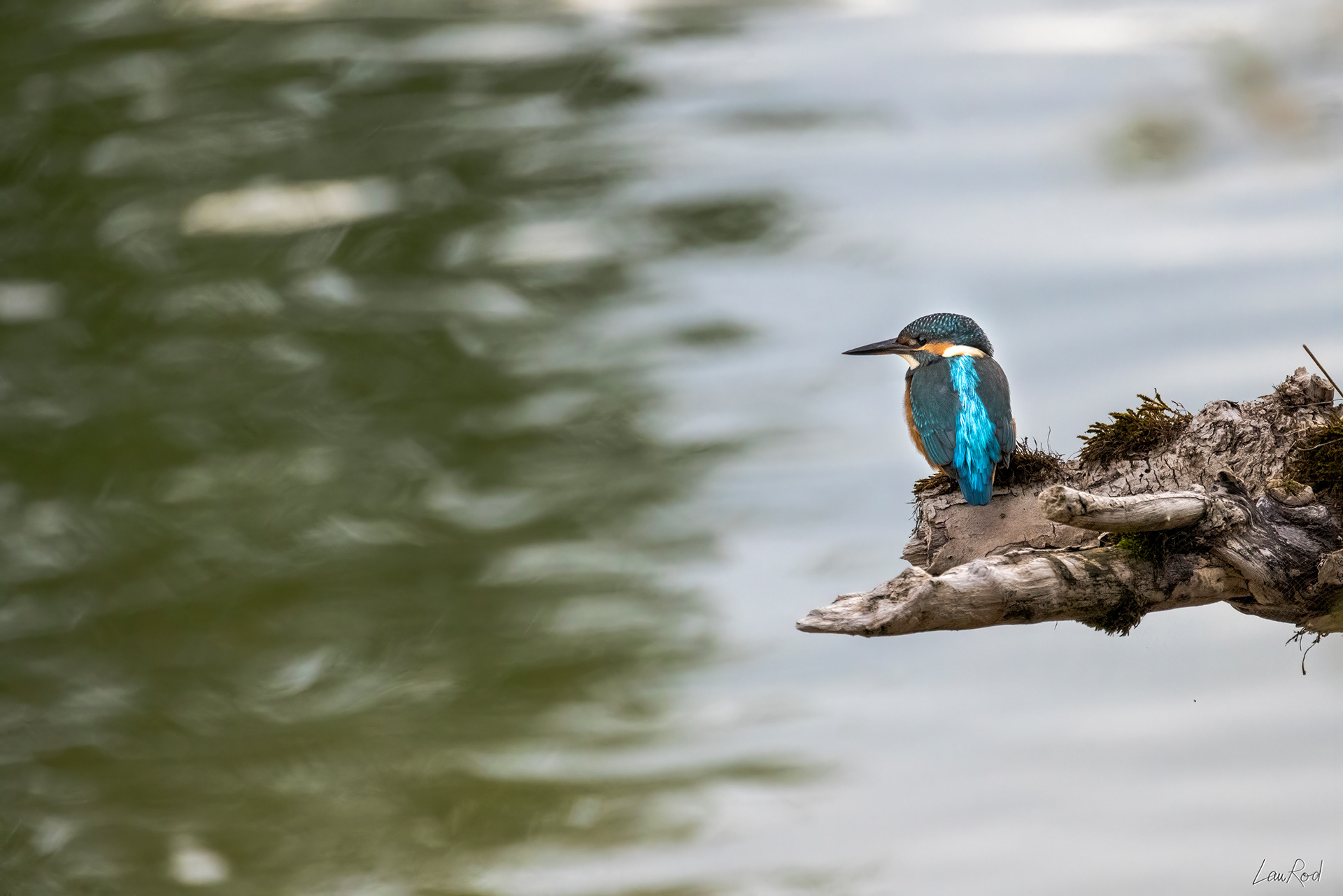 Martin pêcheur - OE 060