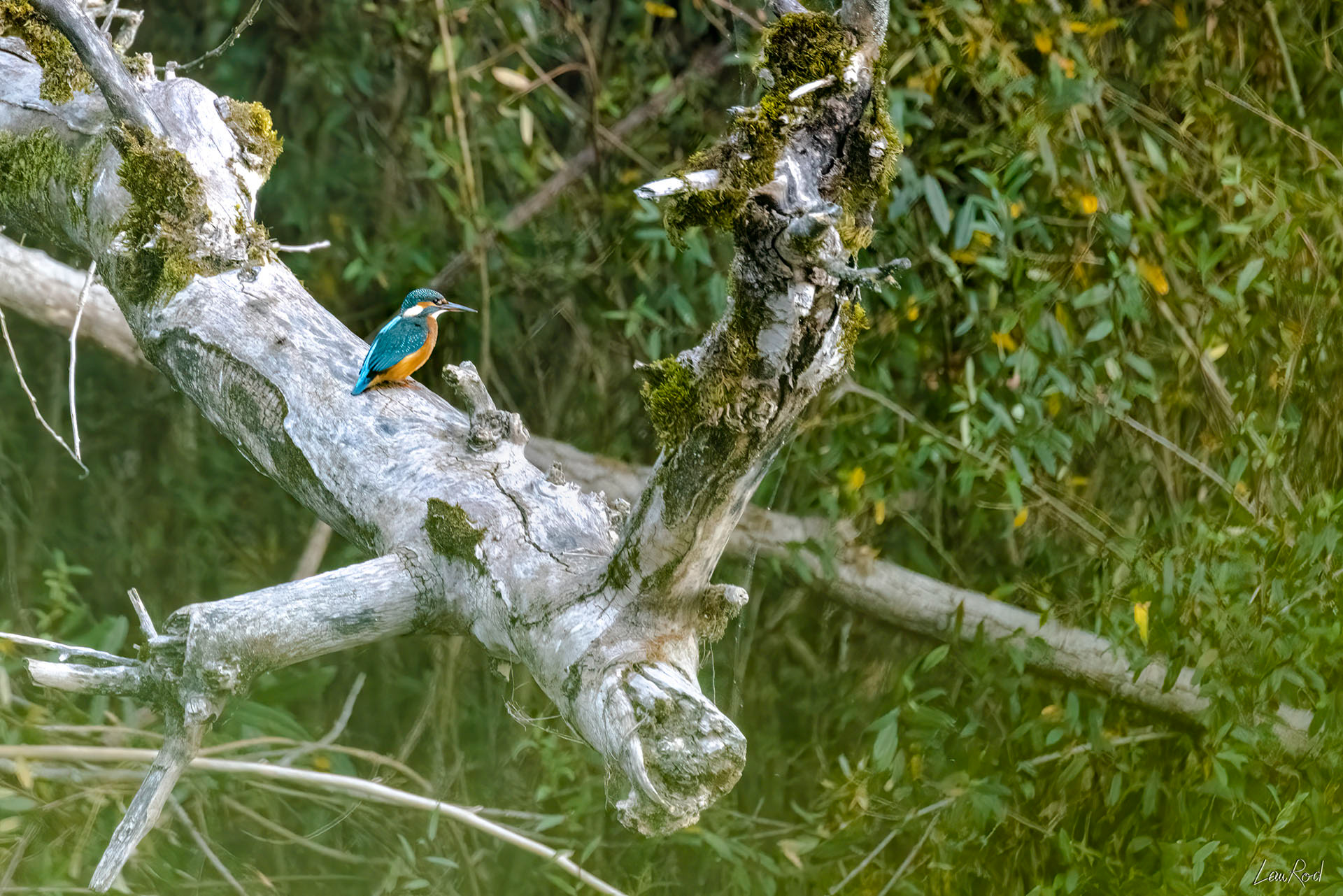 Martin pêcheur - OE 059