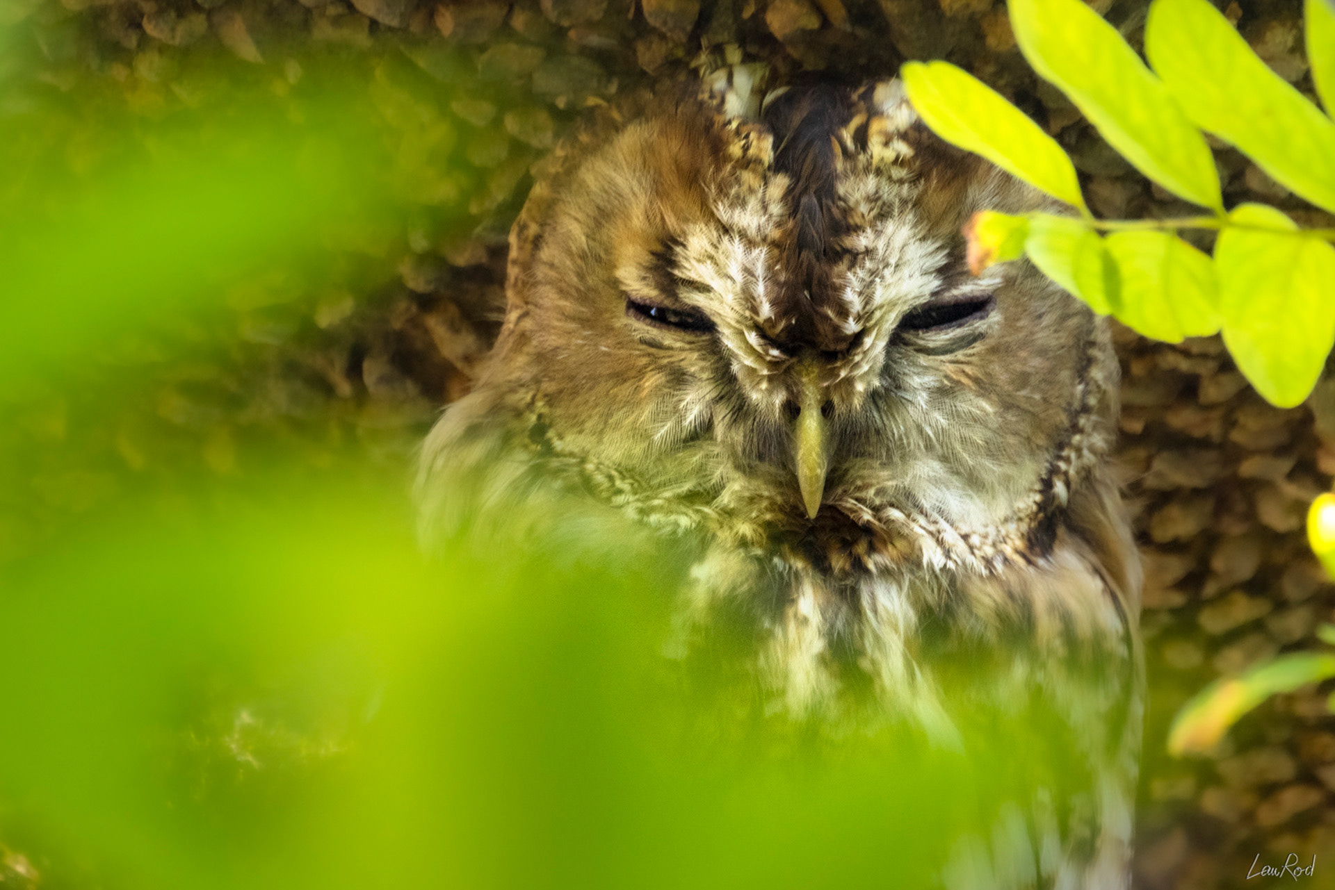 Chouette hulotte - OBJ100