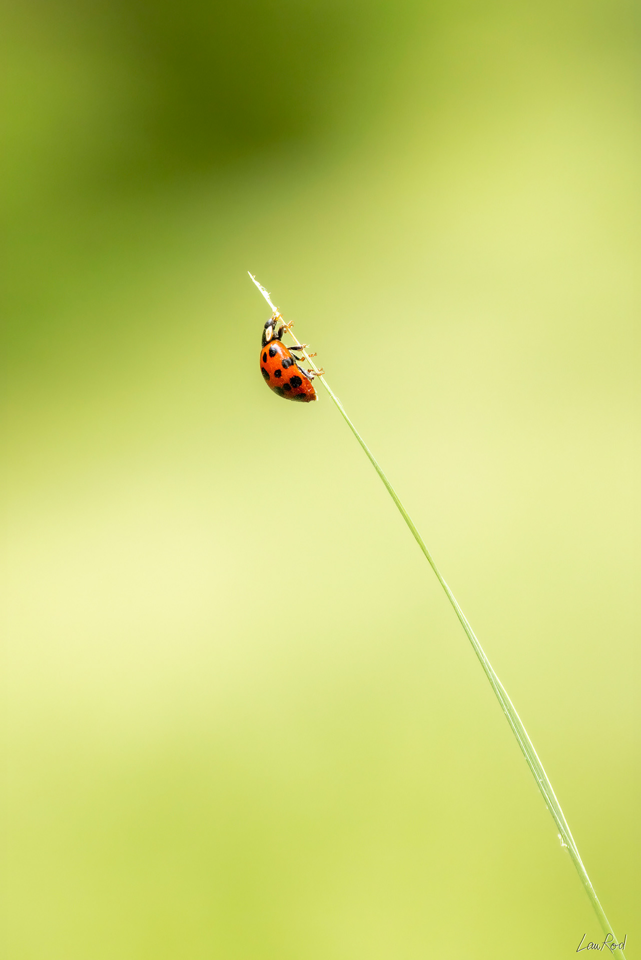 Coccinelle - A064