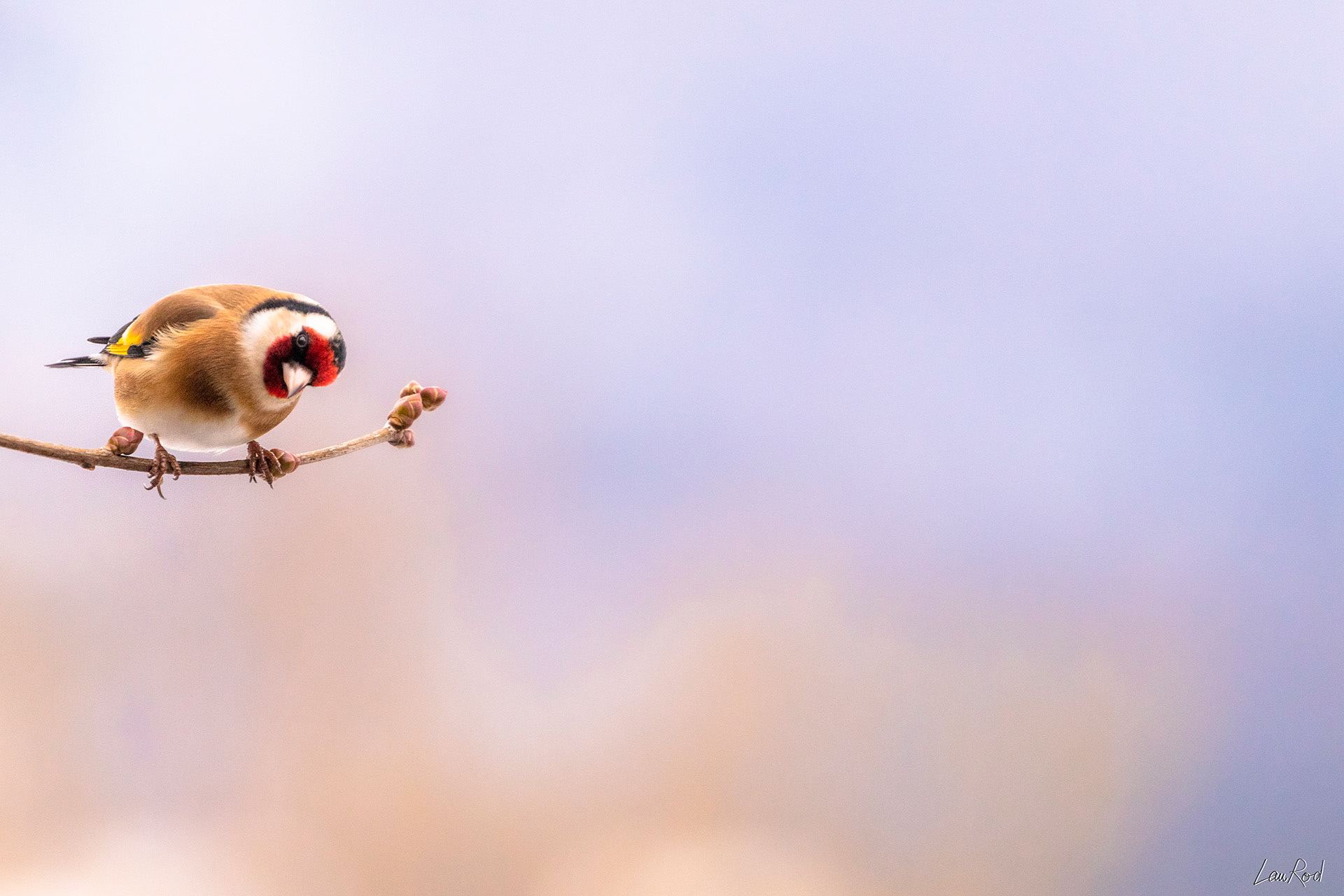 Chardonneret élégant - OBJ075