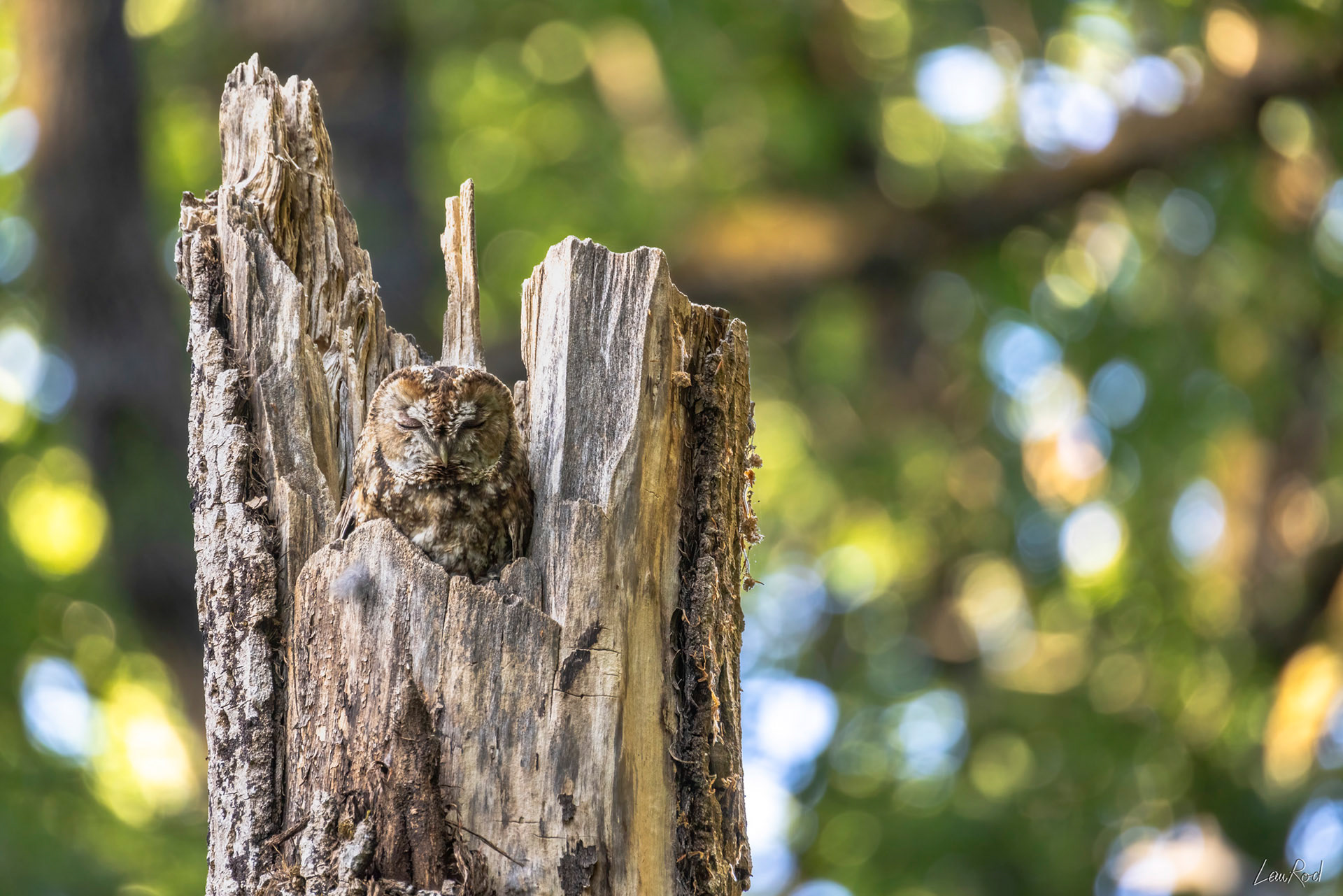 Chouette hulotte - OBJ115