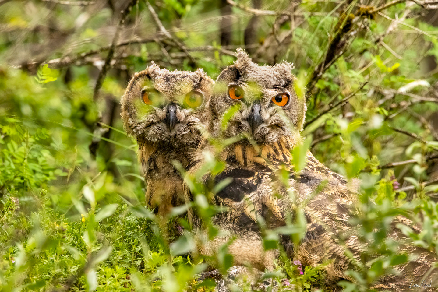 Grand duc jeunes - OBJ098