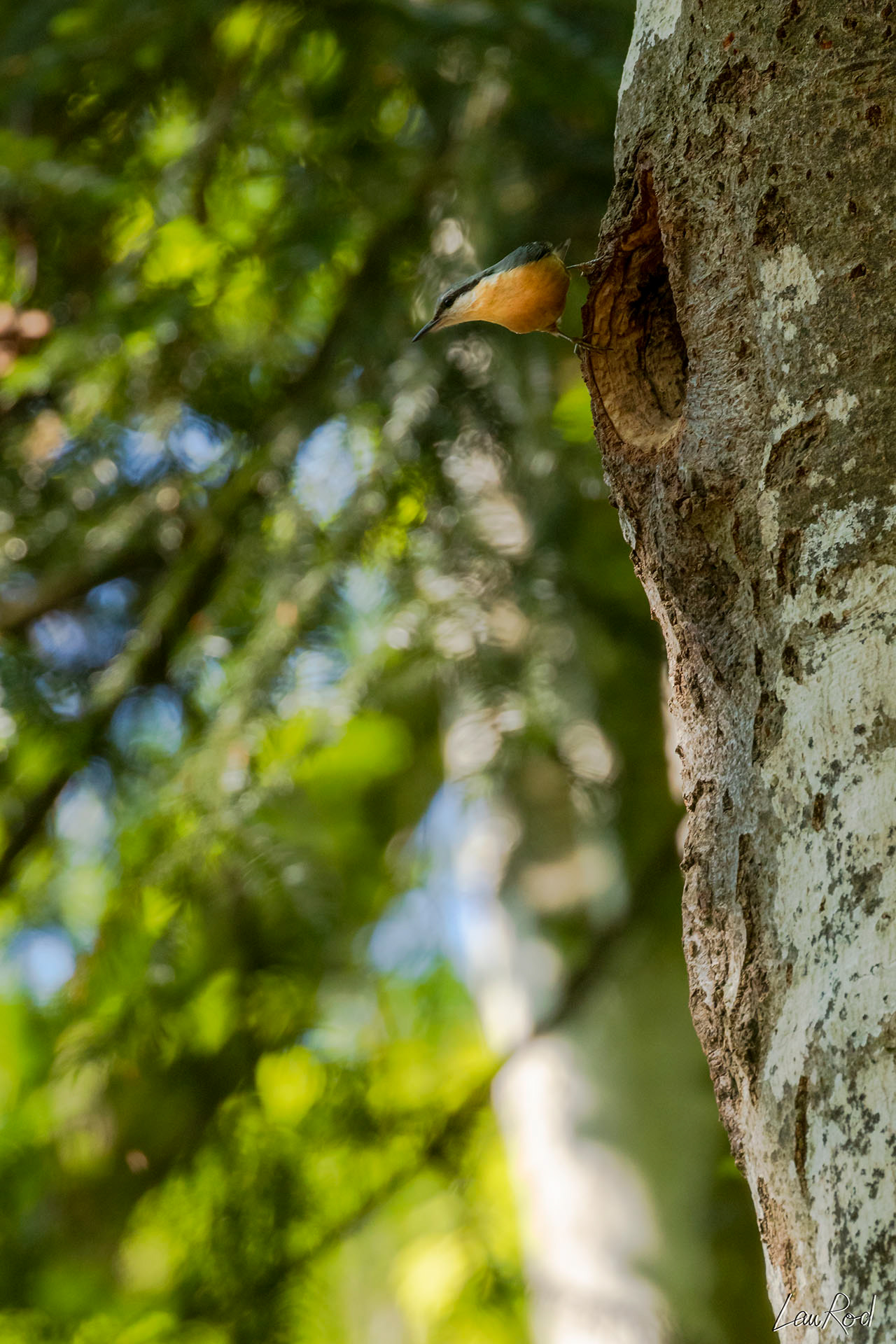 Sitelle torchepot - OBJ055