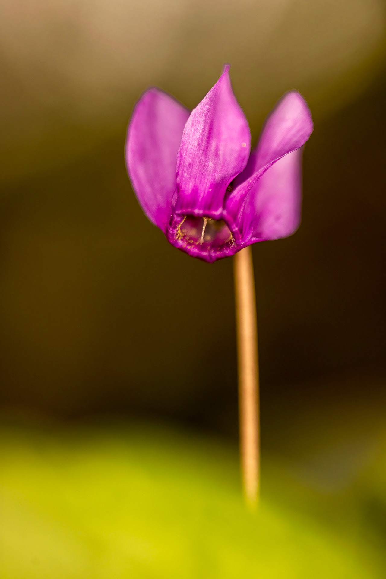 Le cyclamen d'Europe - F108