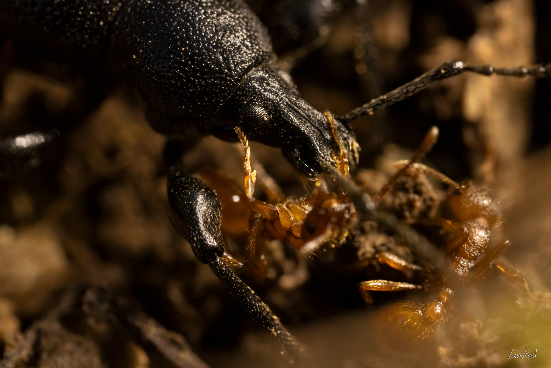 Coléoptère et fourmis rousses - Mac13
