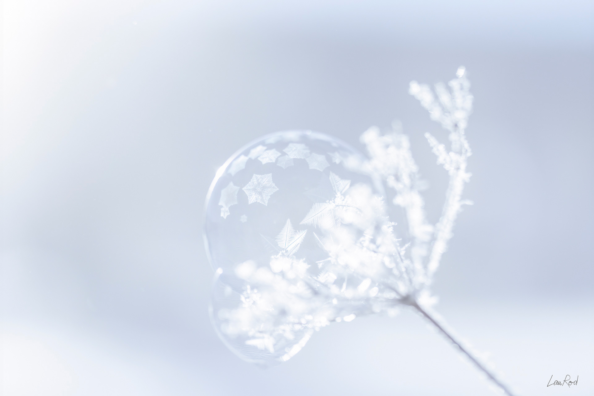 Bulle gelant sur ombellifère - F111