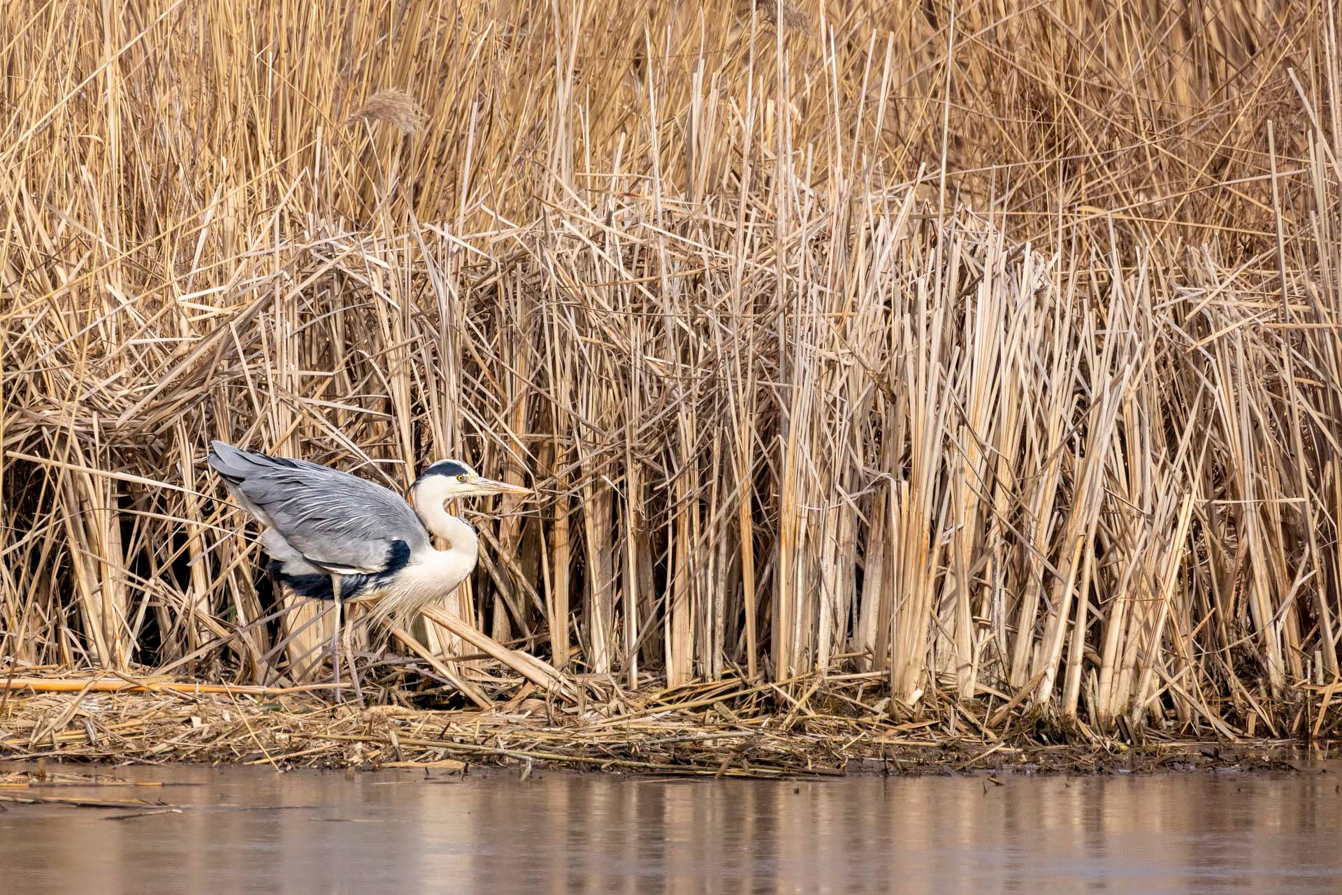 Héron cendré - OE093