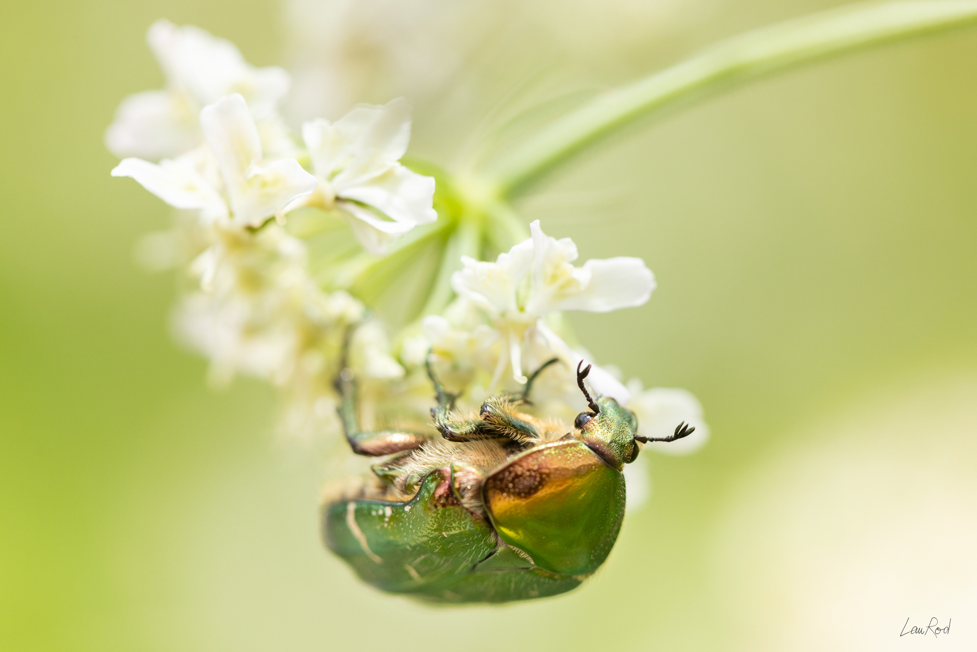 Cétoine doré - A89