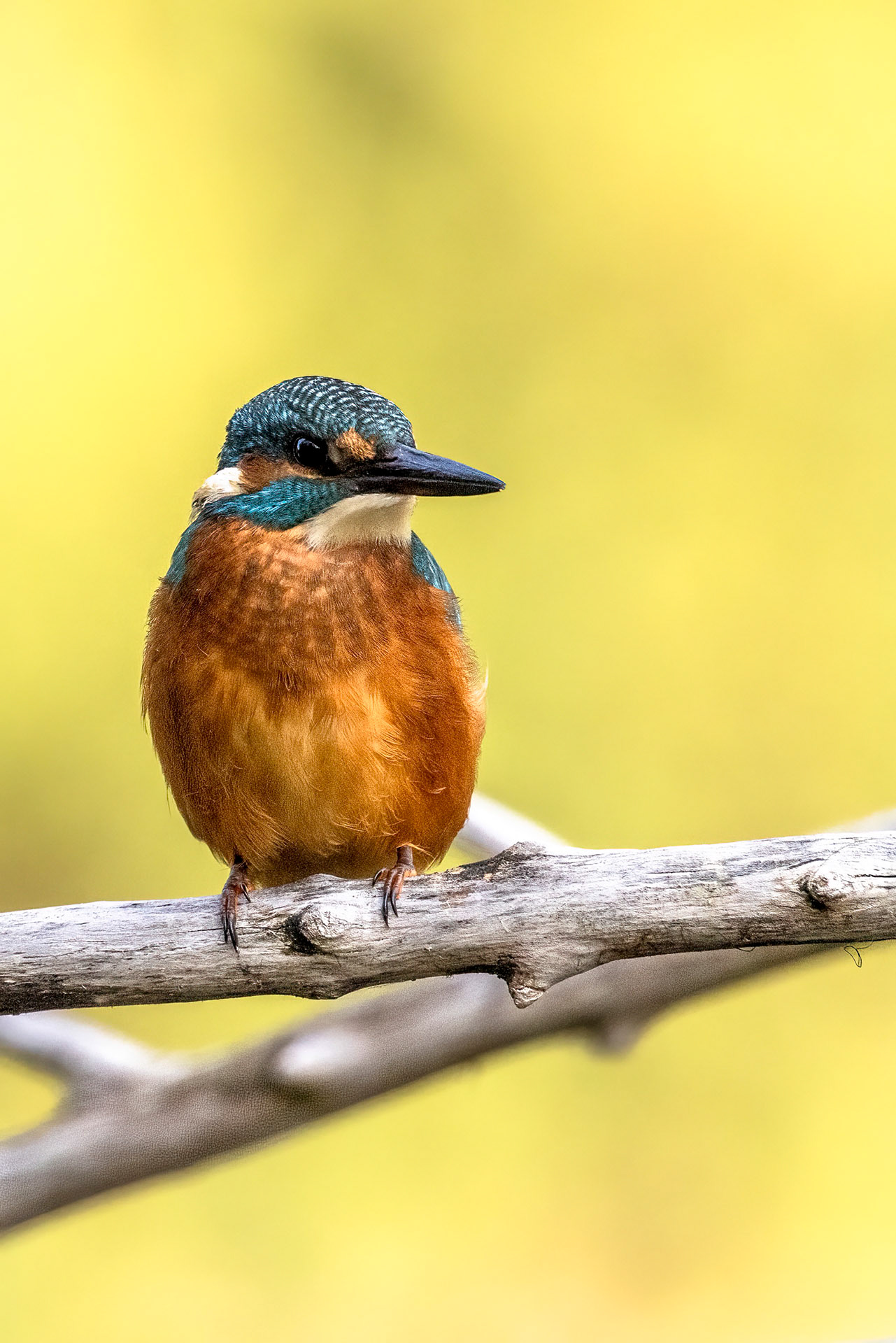 Martin pêcheur - OE 081