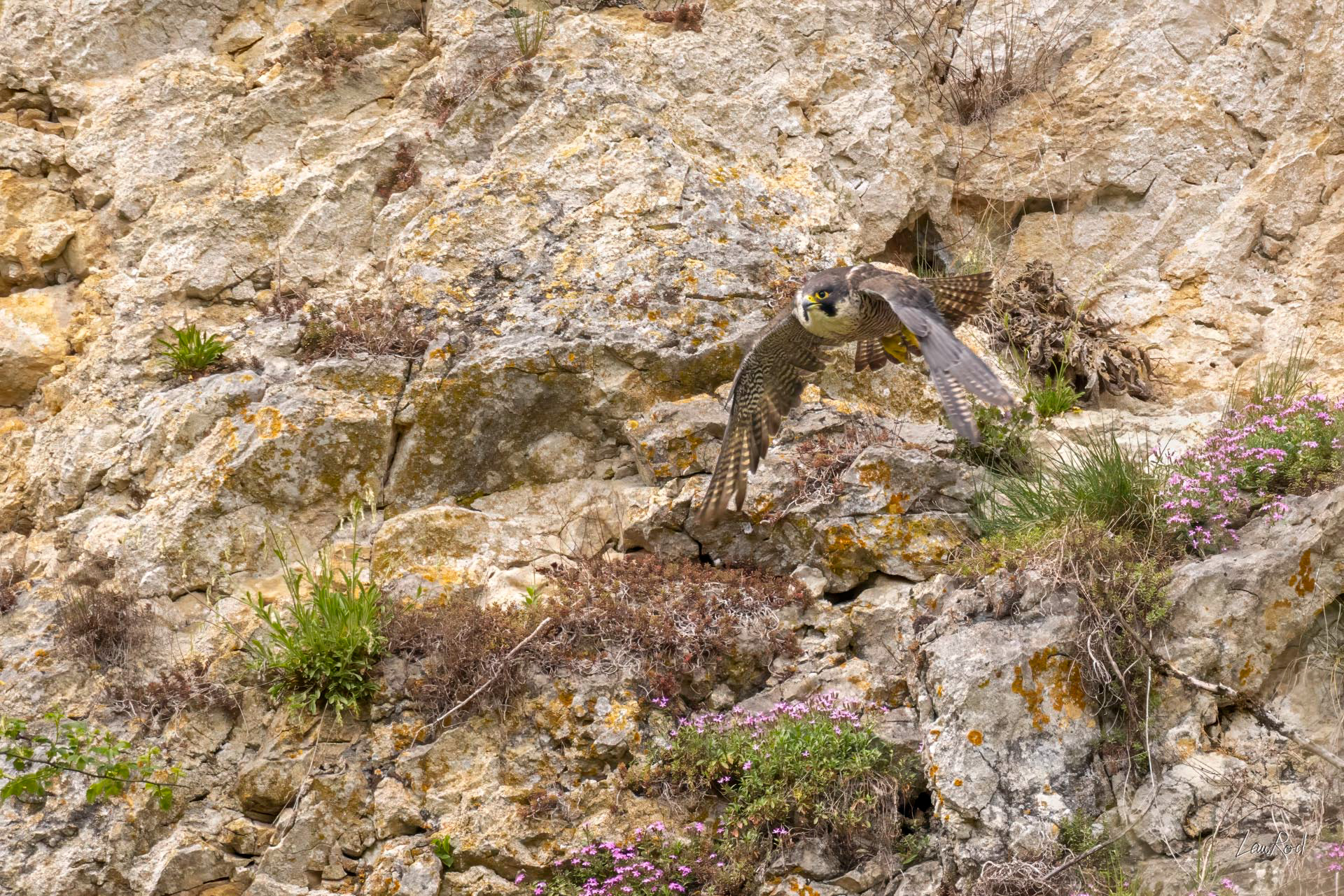 Faucon pèlerin - OBJ183