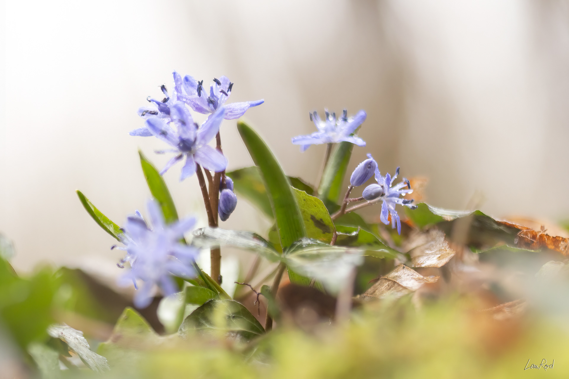 Scille à 2 feuilles - F124
