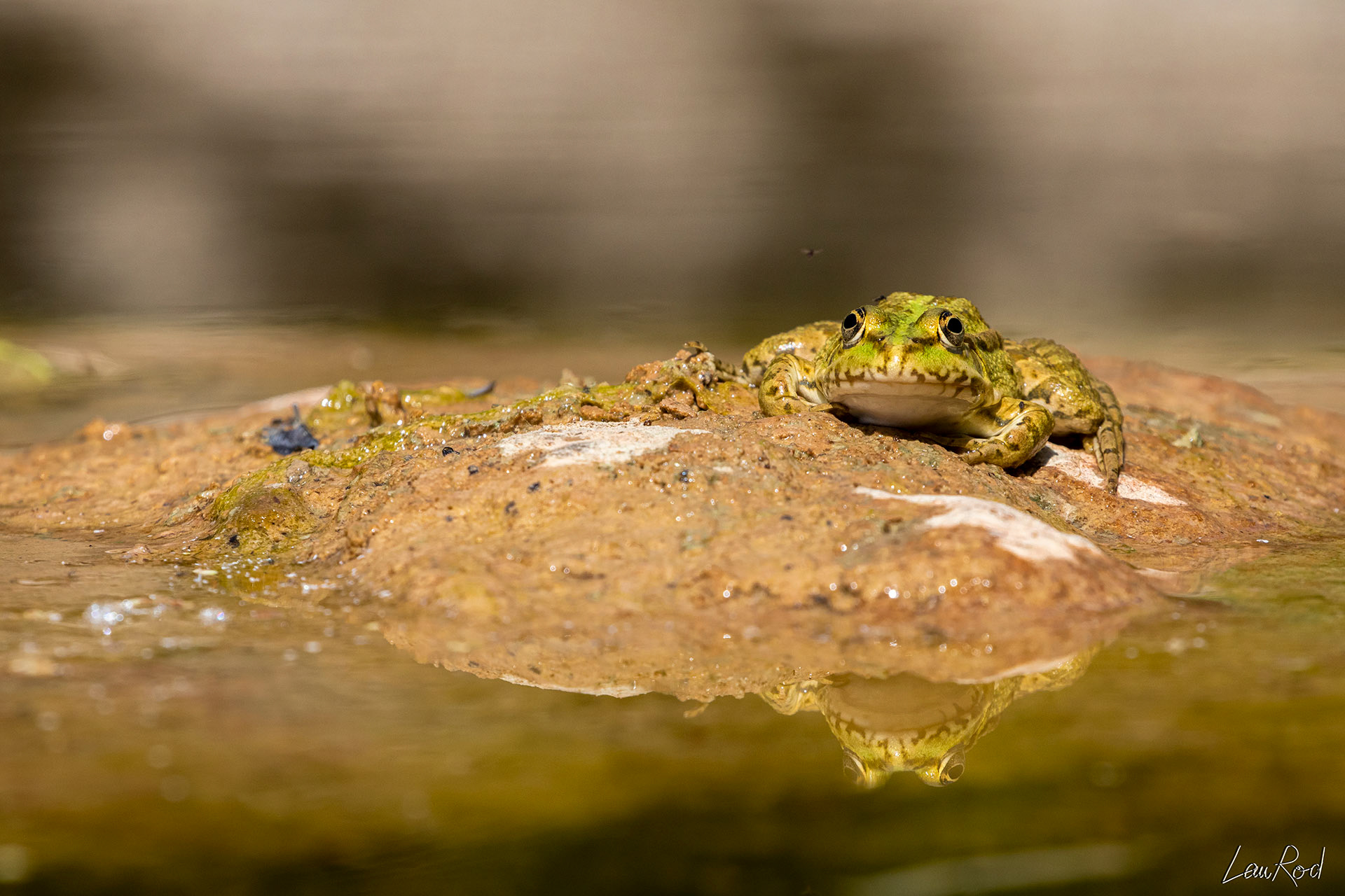 Grenouille verte - DHJ027