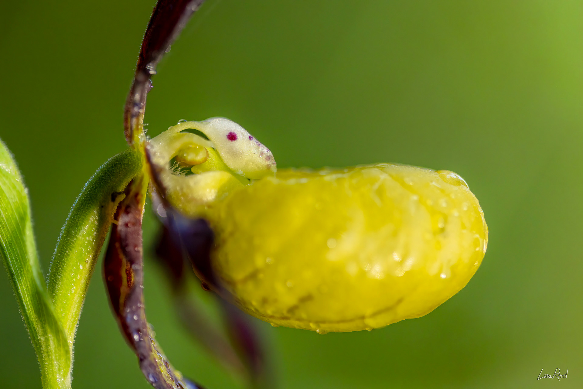 Orchidée Sabot de vénus - F122