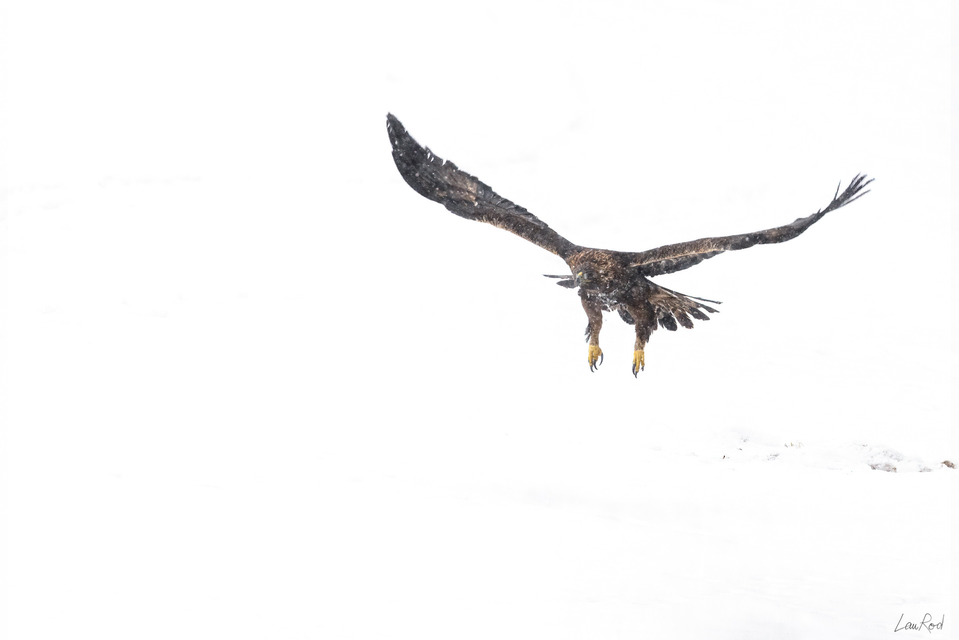 Aigle royal - OBJ105