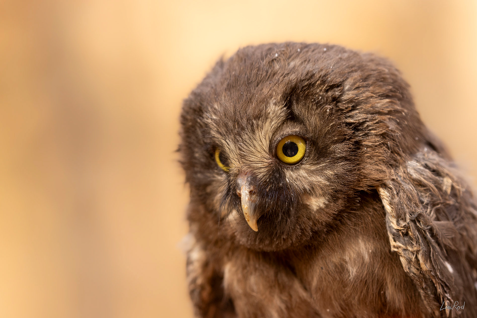 Chouette de Tengmalm juvénile - OBJ165