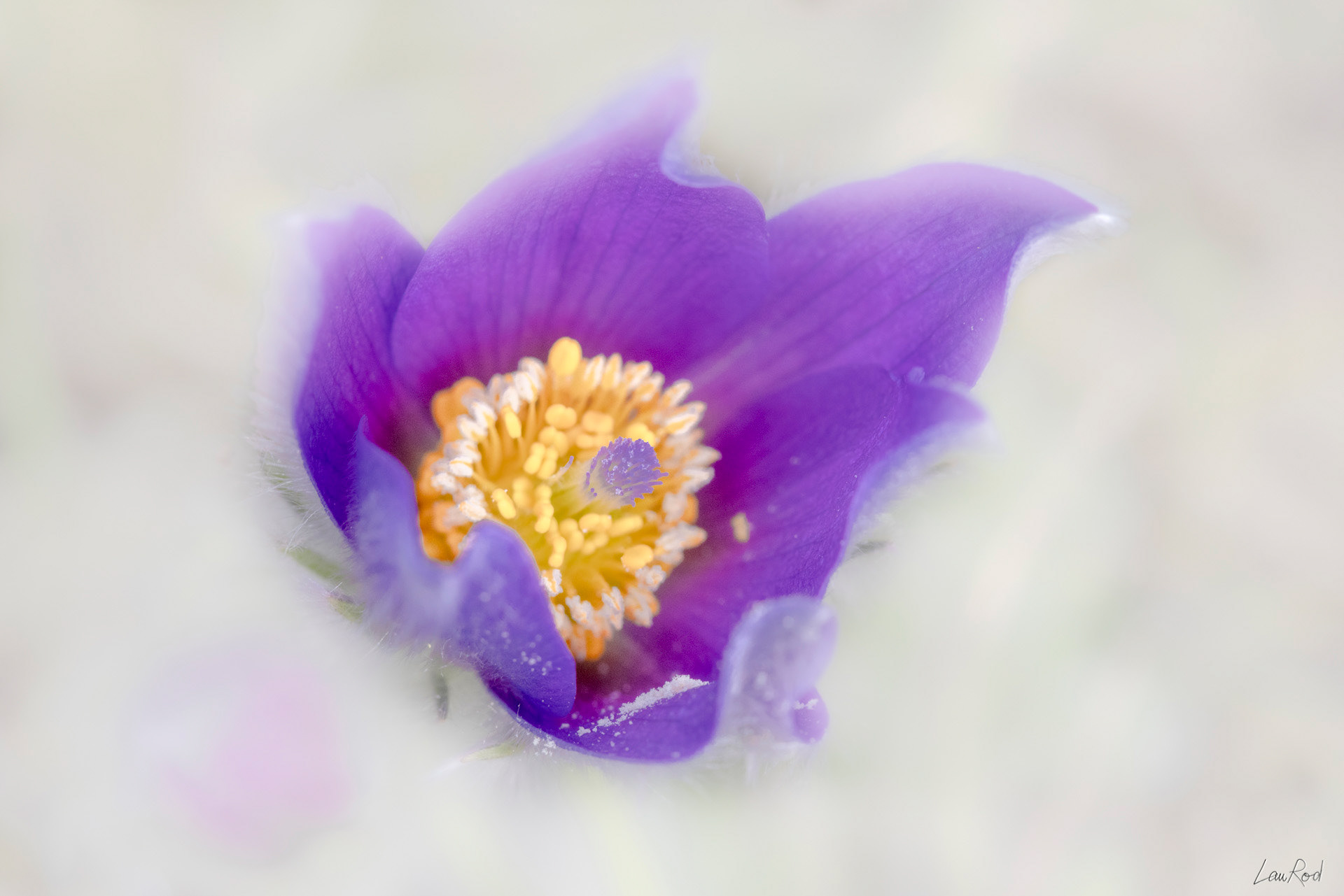 Anémone pulsatille - F100