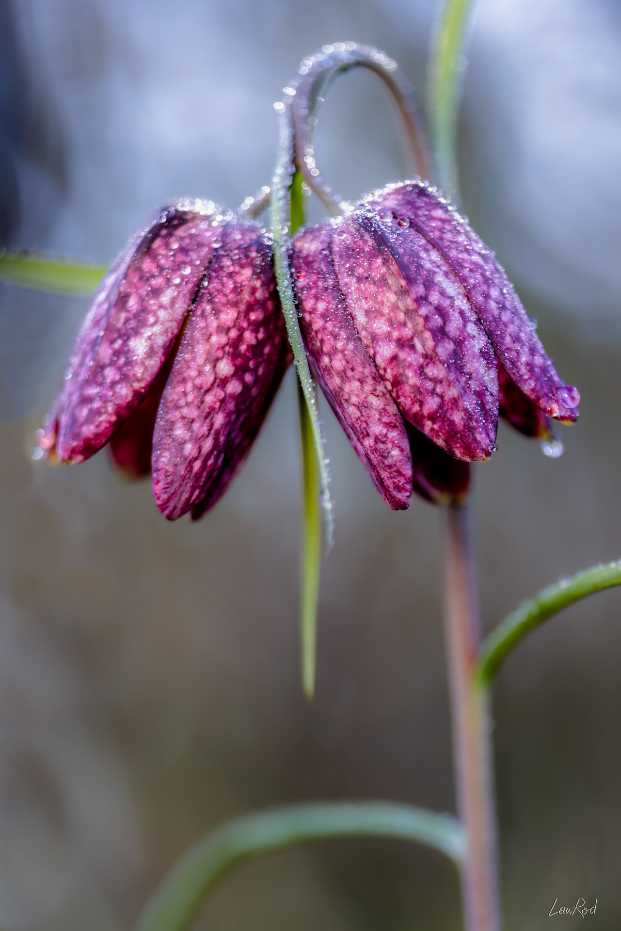 Anémone pulsative - F132