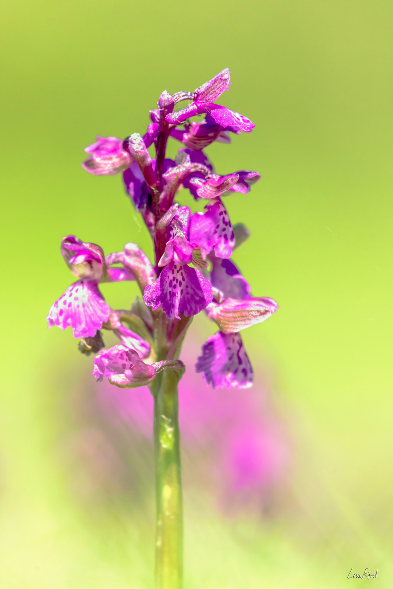 Orchis bouffon - F115