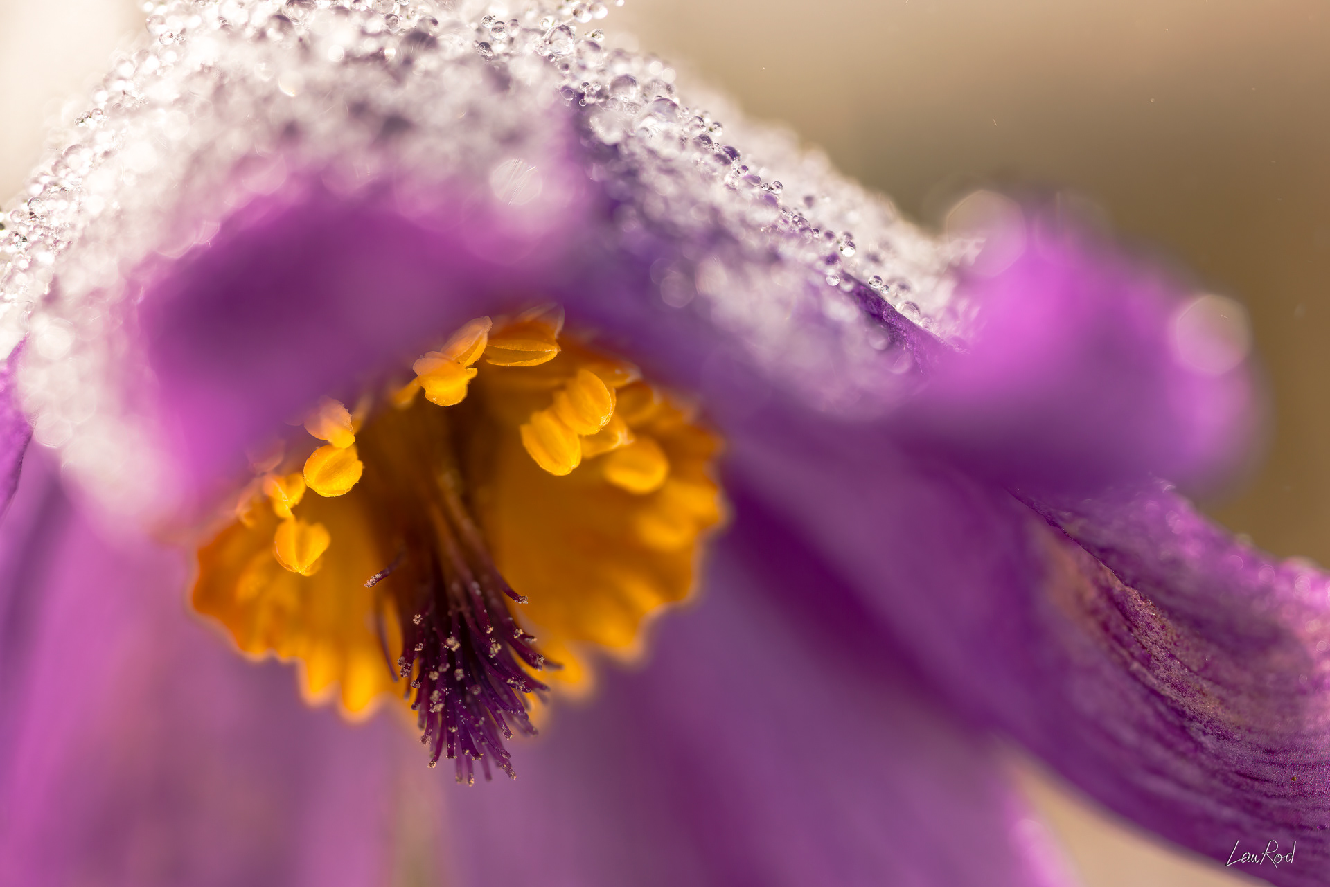 Anémone pulsatille - Mac21