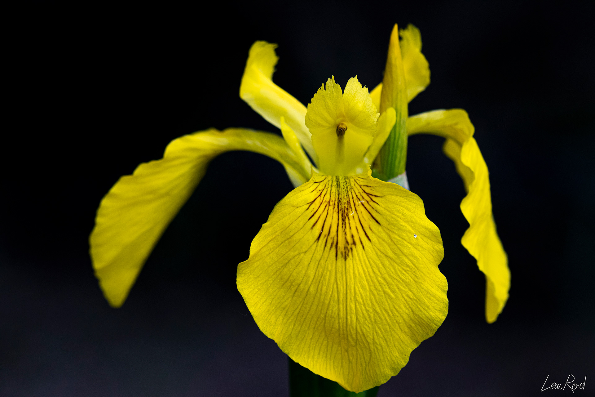 Iris des marais - F034