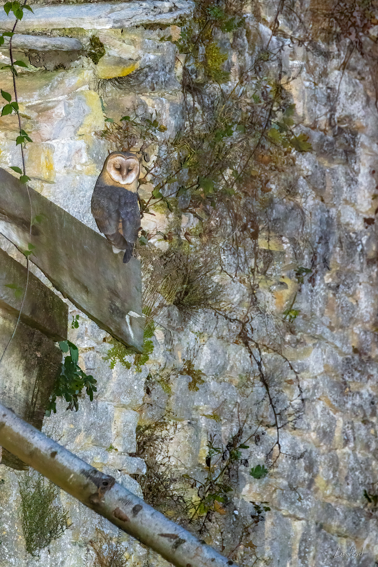 Chouette effraie - OBJ146