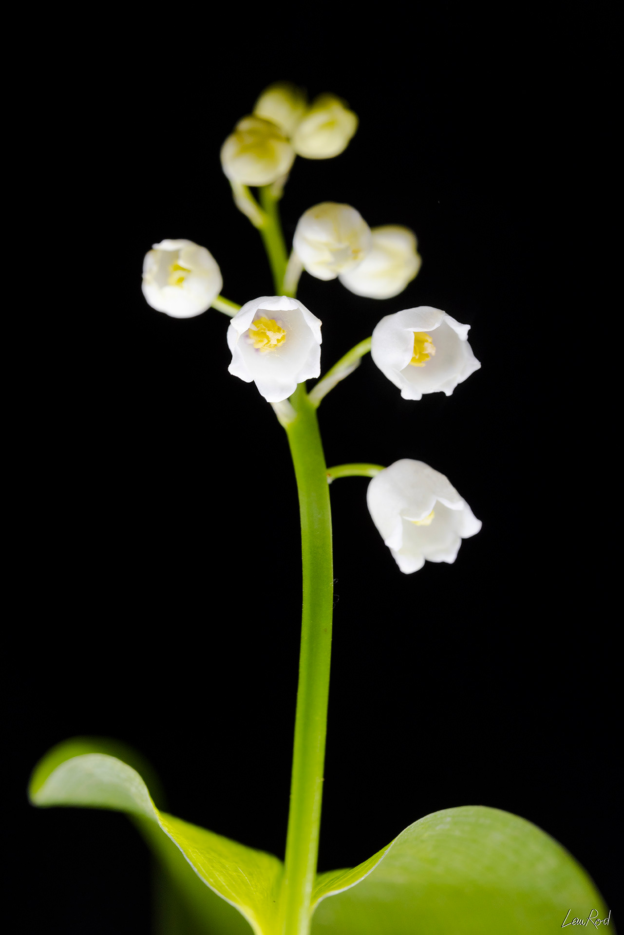 Muguet - F077