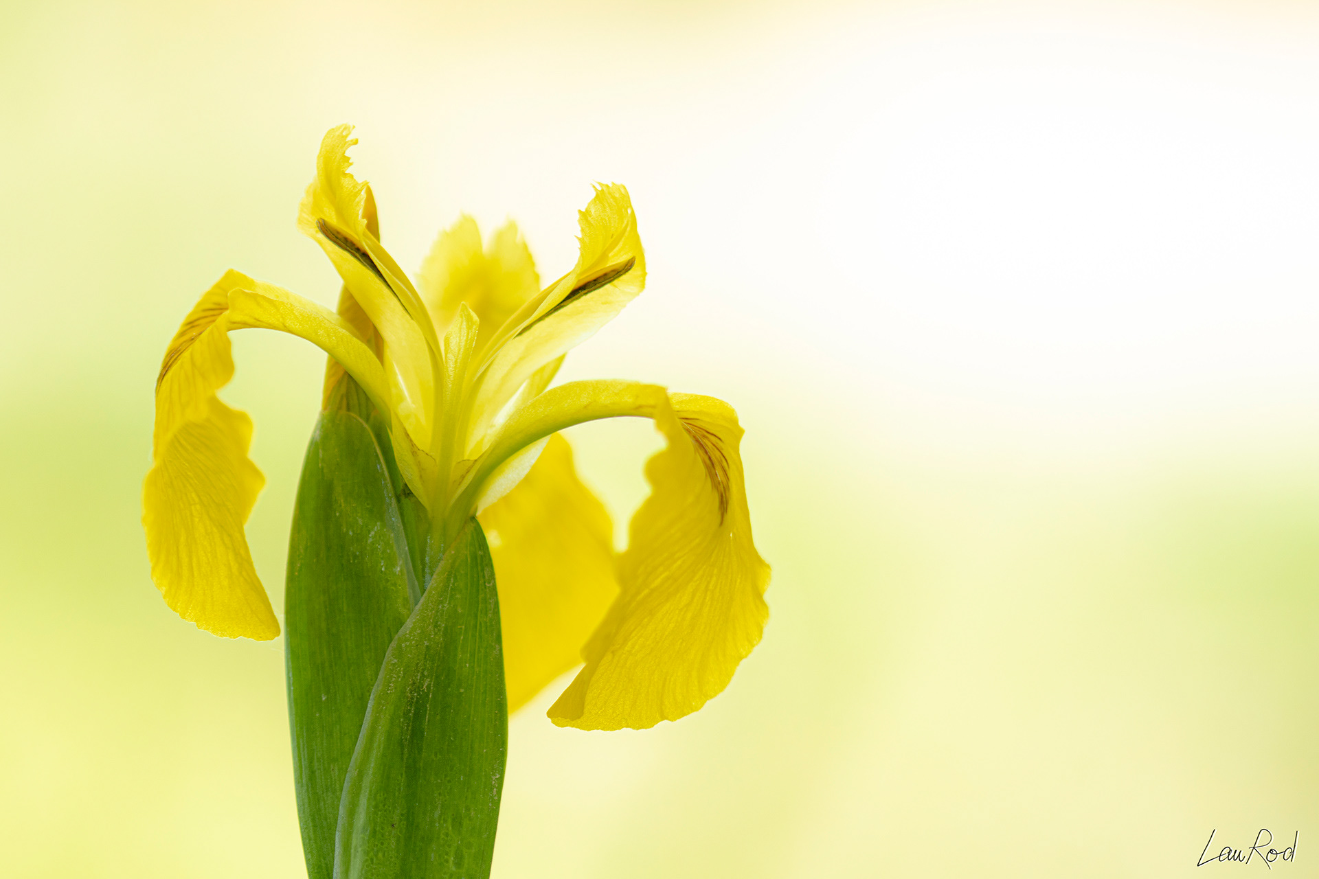 Iris des marais - F033