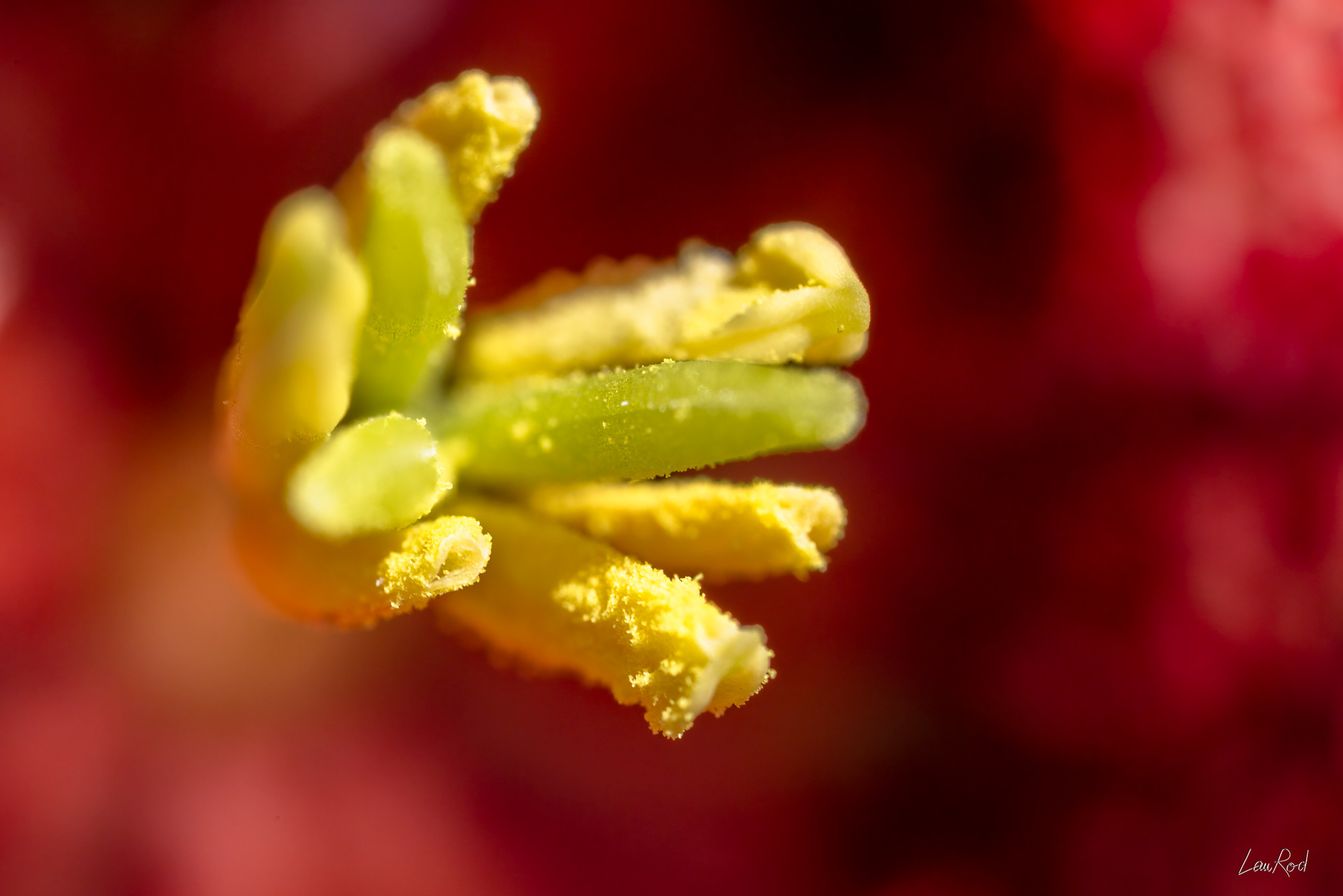 Fritillaire pintade - Mac03