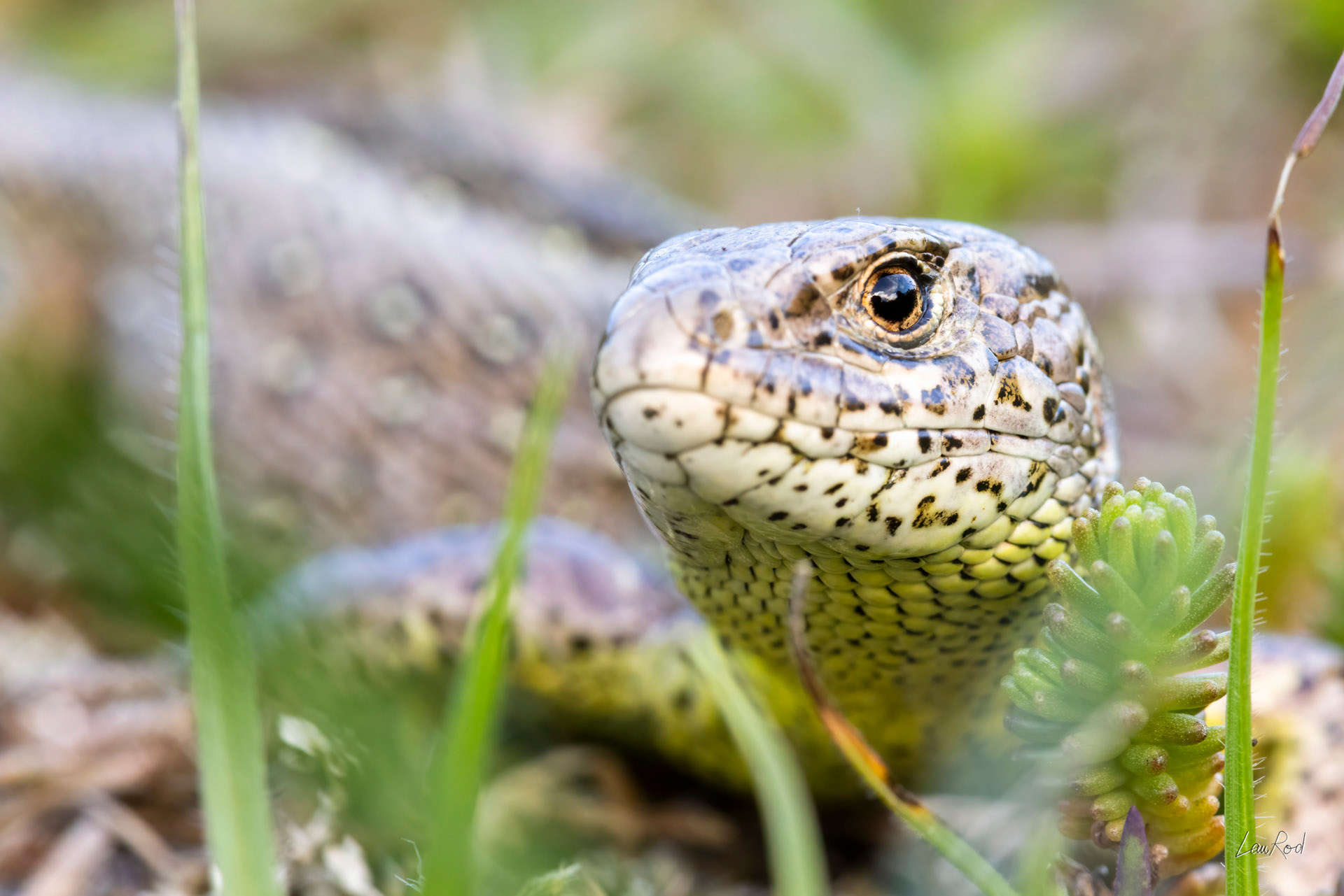 Lézard des souches femelle - DHJ075