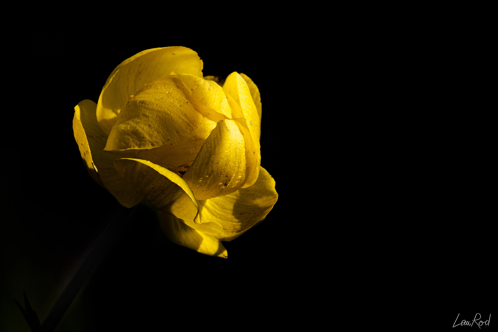 Trolle d'Europe - F061