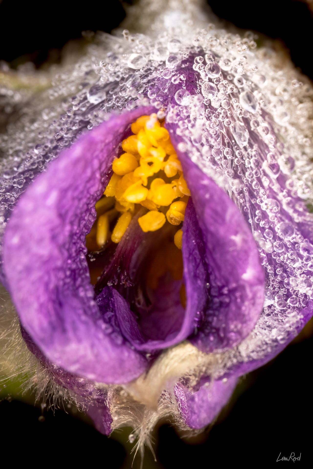 Anémone pulsatille - Mac20