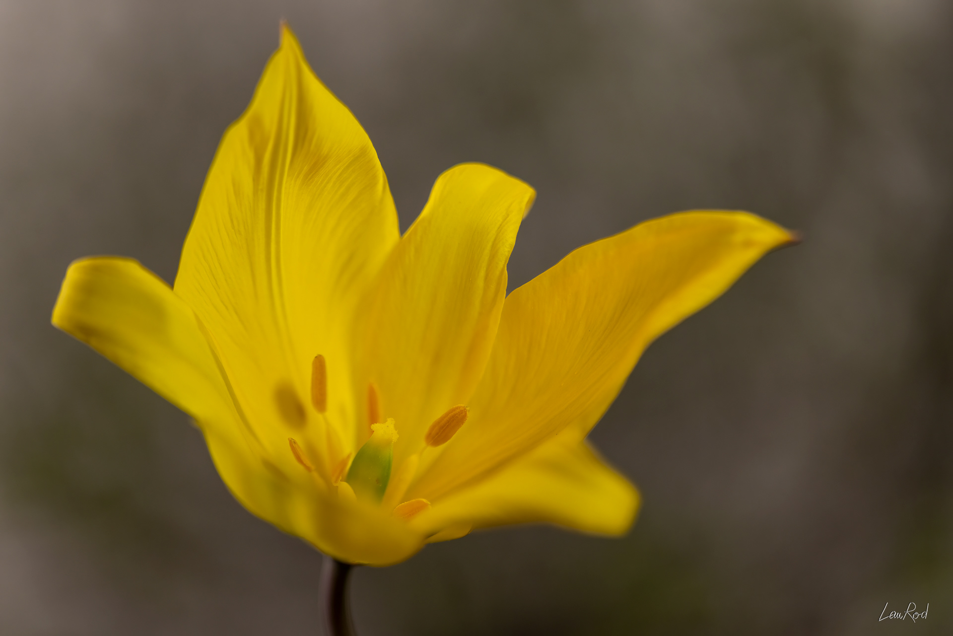 Tulipe de vigne - F139