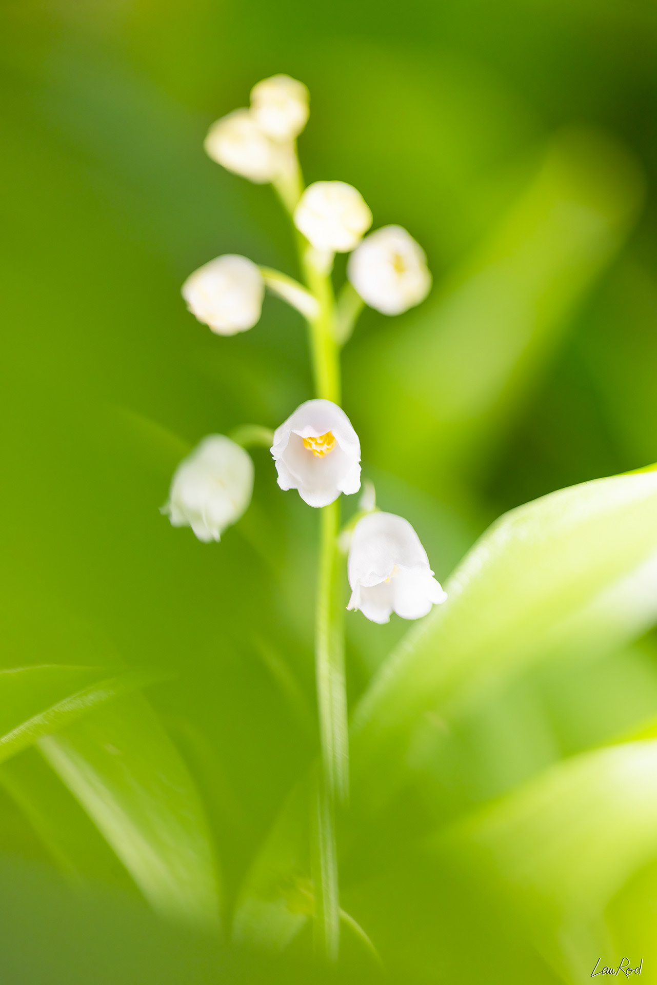 Muguet - F079