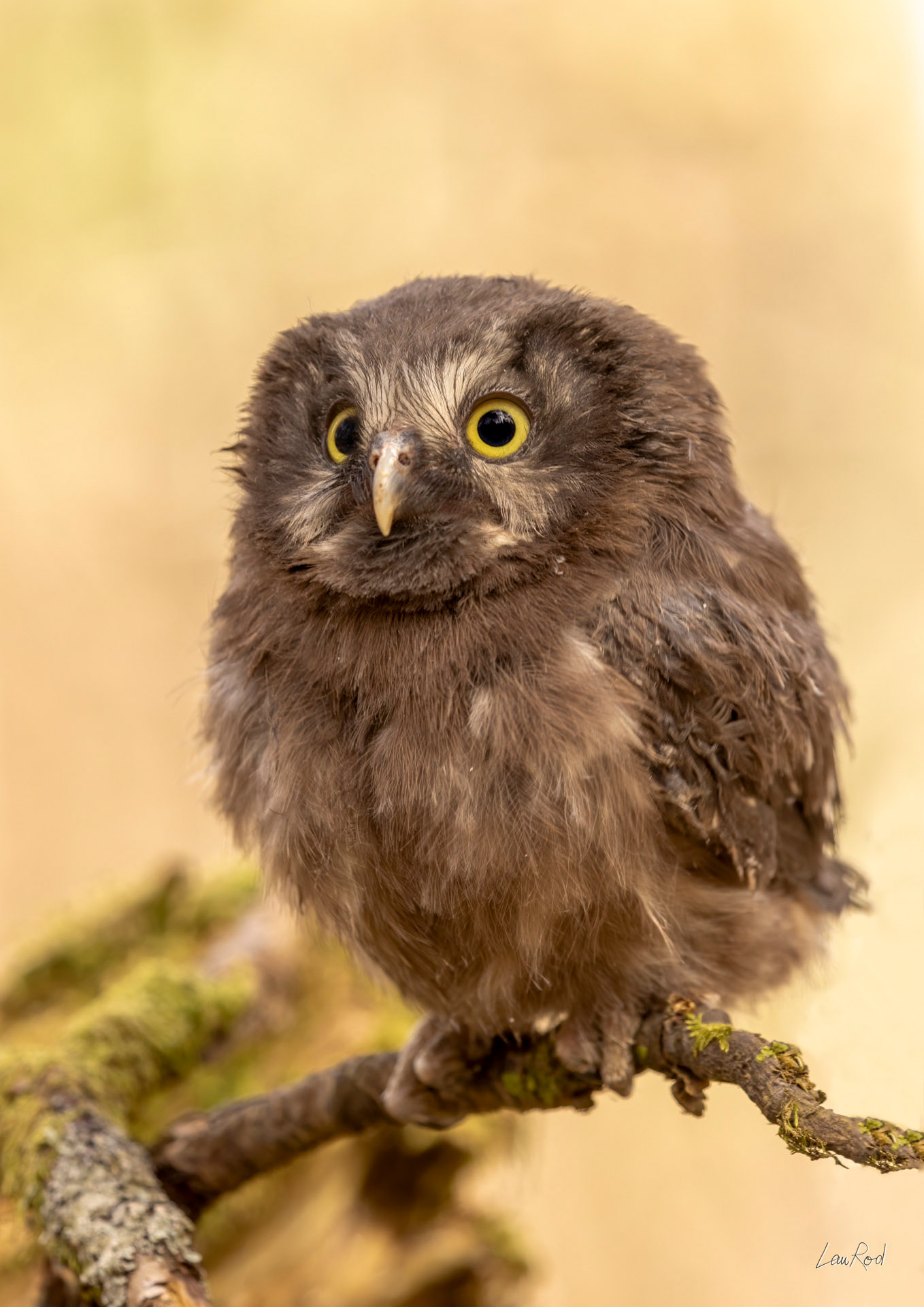 Chouette de Tengmalm juvénile - OBJ164