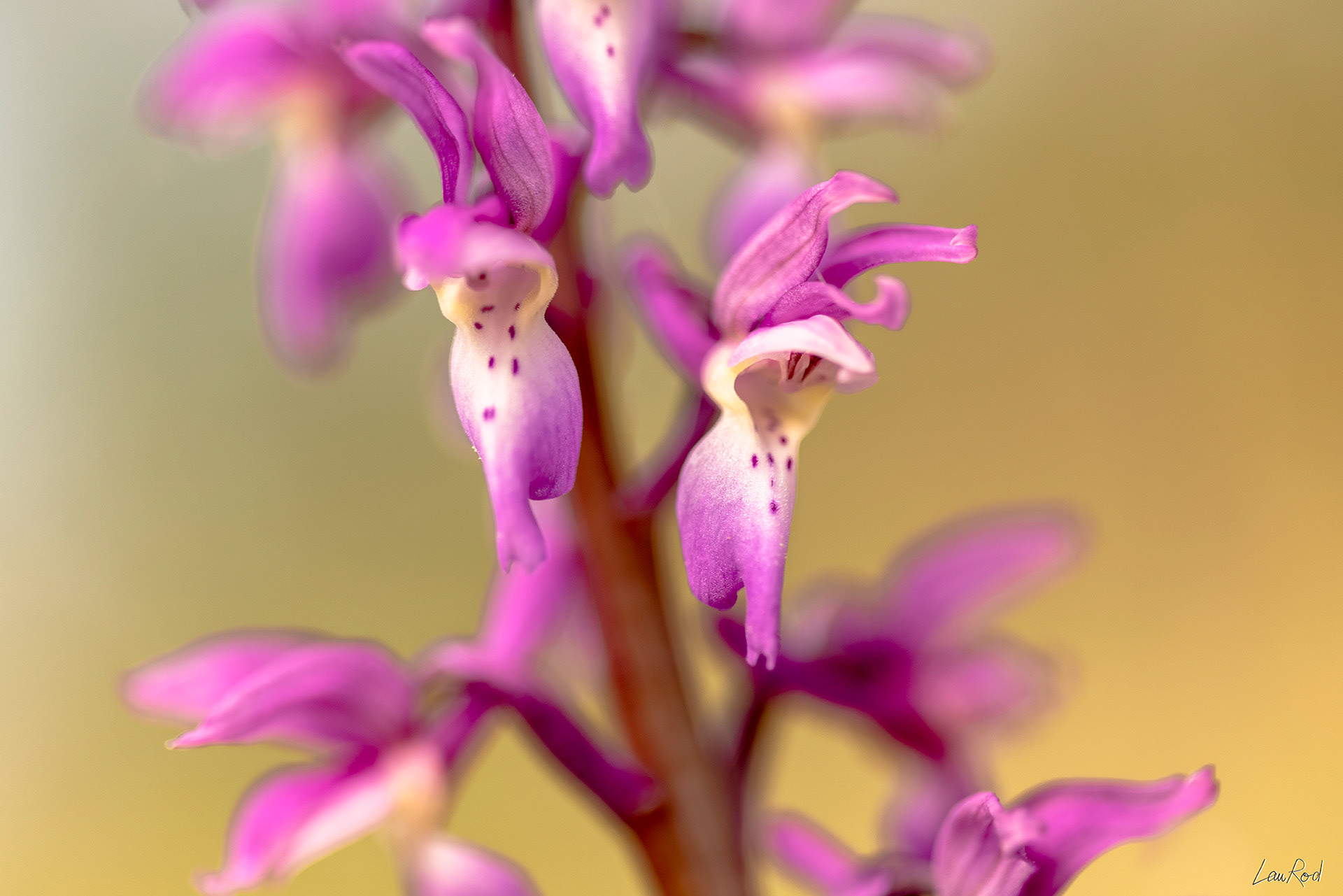 Orchis mâle - F080