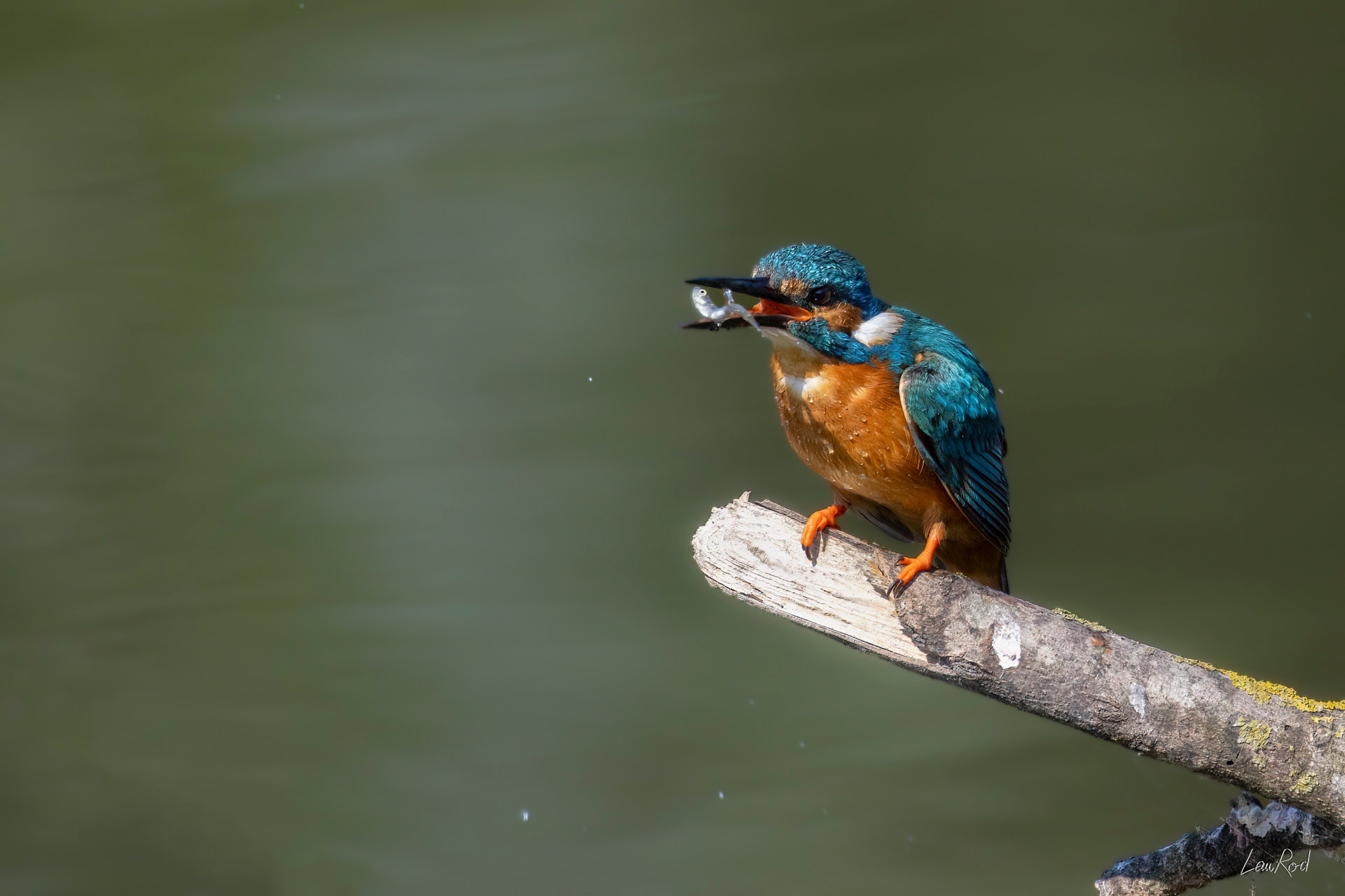 Martin pêcheur - OE 112