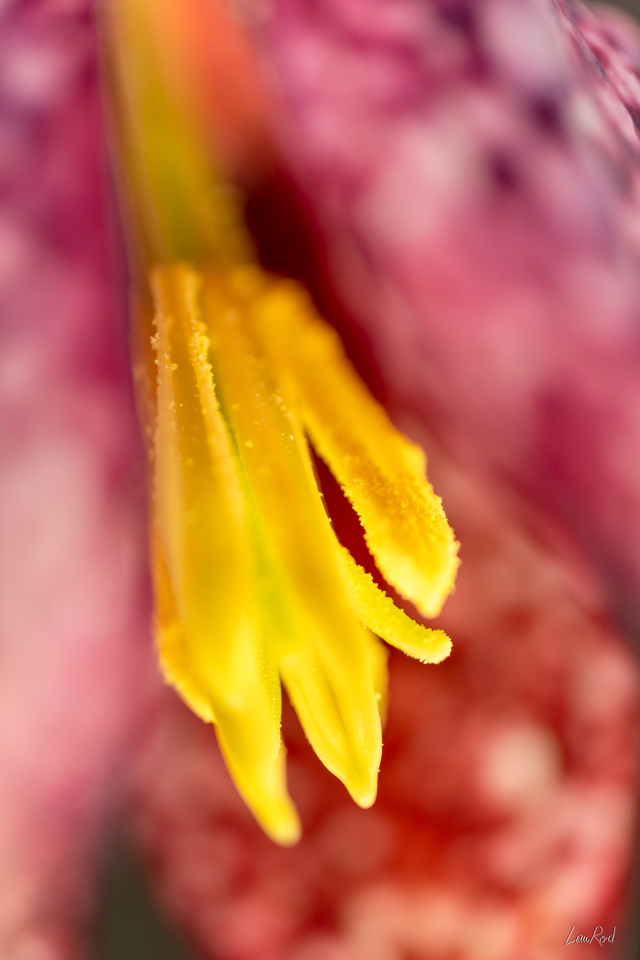 Fritillaire pintade - Mac12