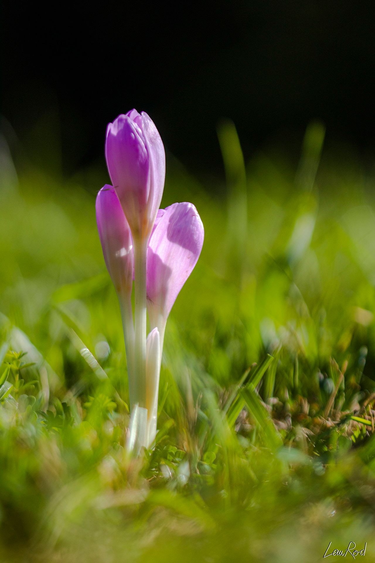 Le colchique d'automne - F064