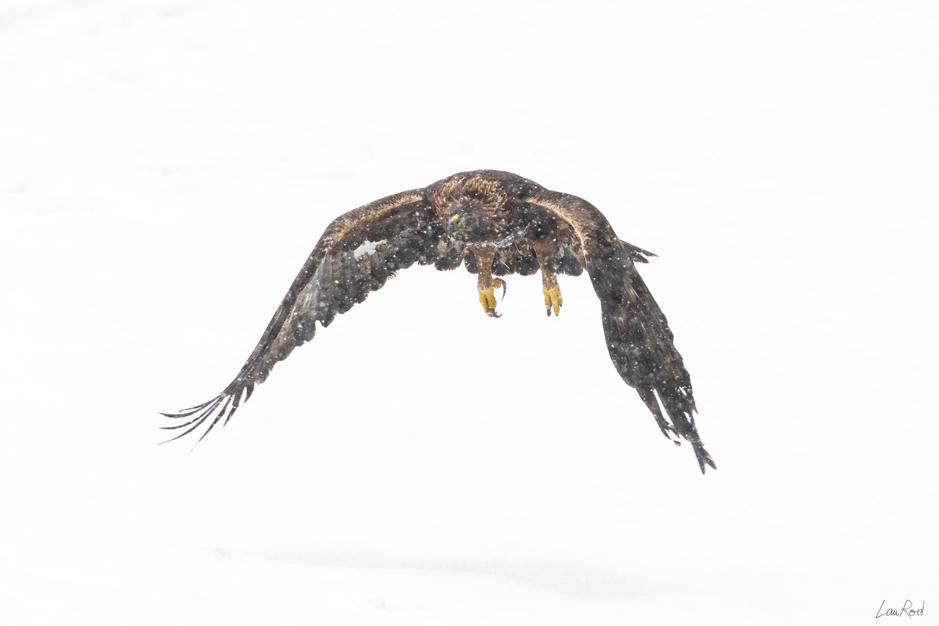 Aigle royal - OBJ104