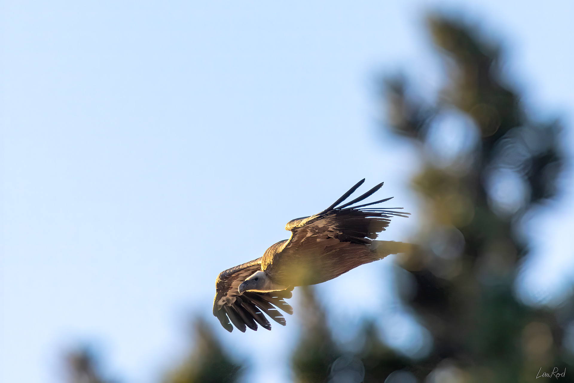 Vautour fauve - DHJ047