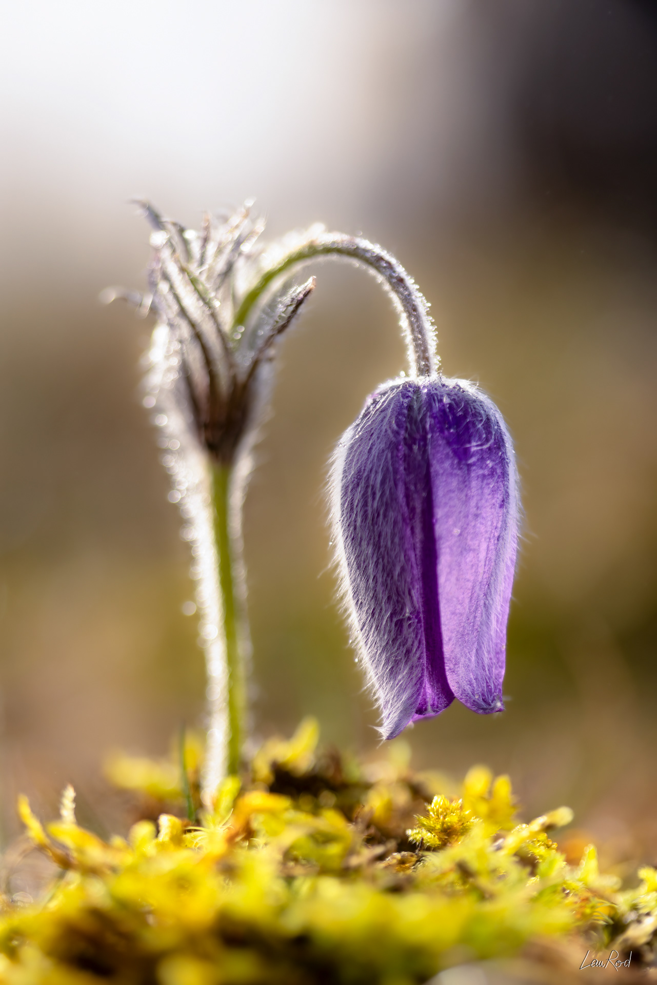 Anémone pulsative - F129