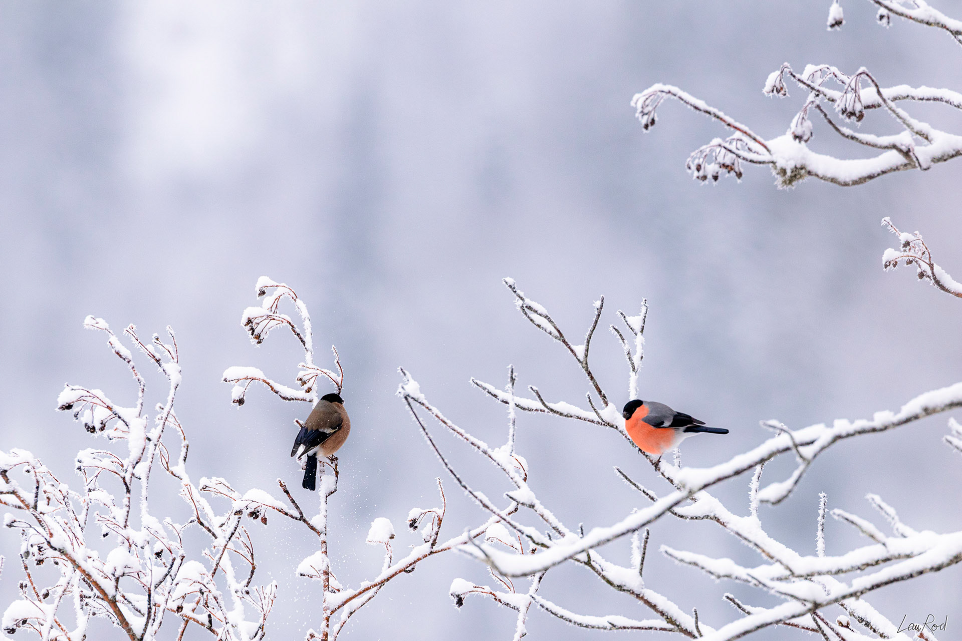 Bouvreuils pivoine - OBJ071
