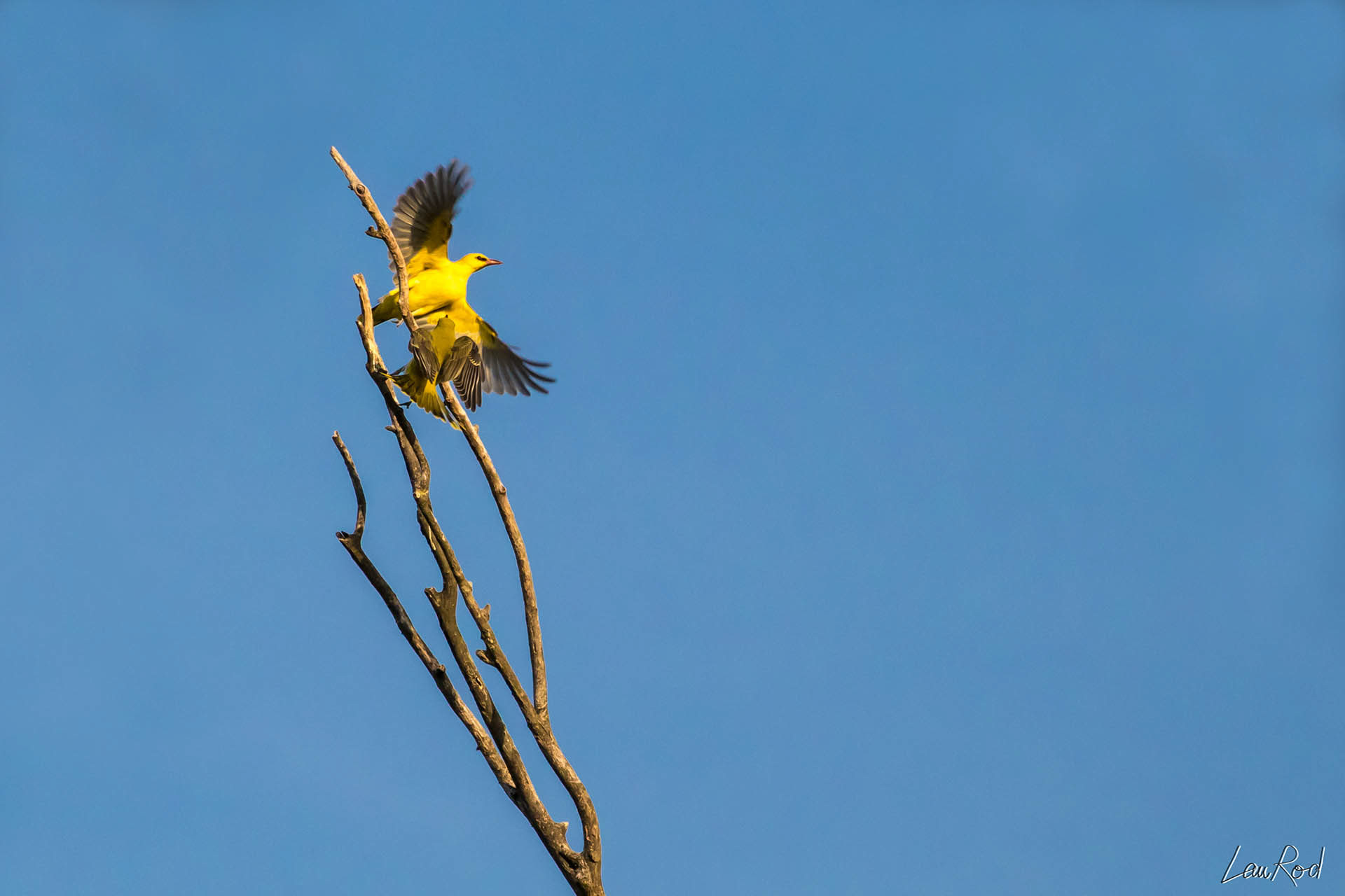 Lorio d'Europe - OBJ035