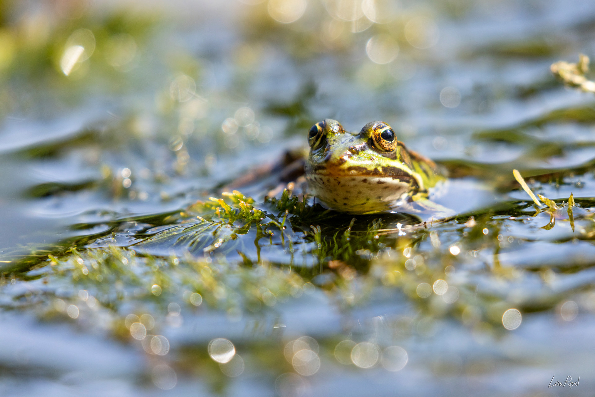 Grenouille verte - DHJ067
