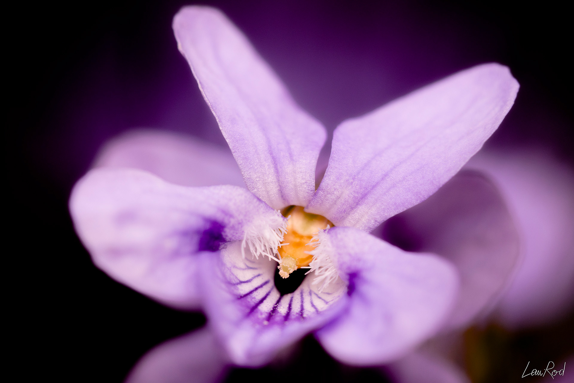 Violette odorante - F022