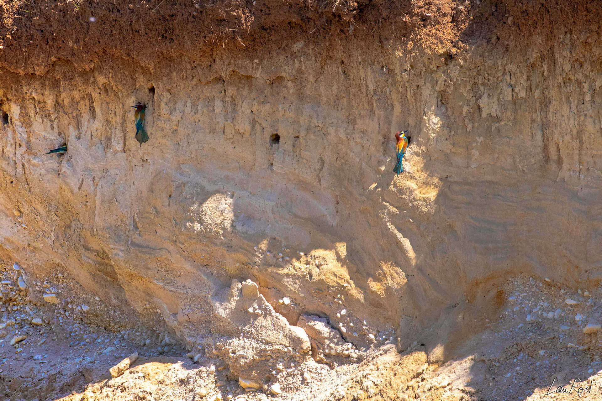 Guêpiers d'Europe - OE 046