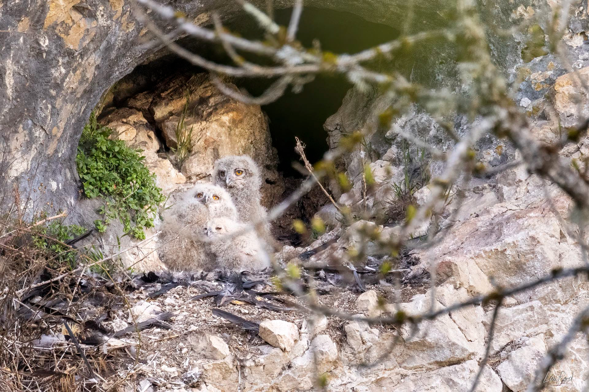 Hiboux Grand-duc - OBJ134