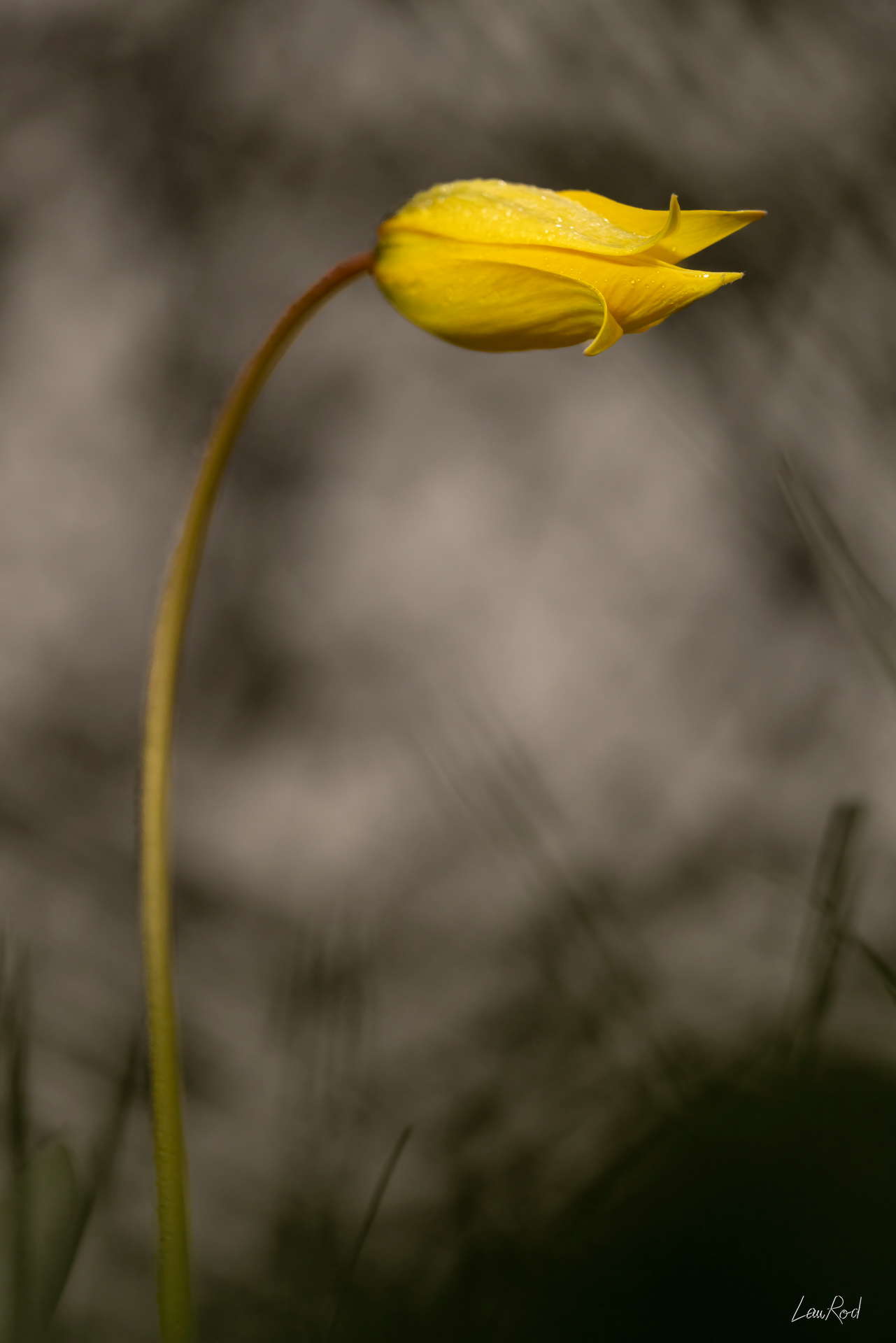 Tulipe de vigne - F140