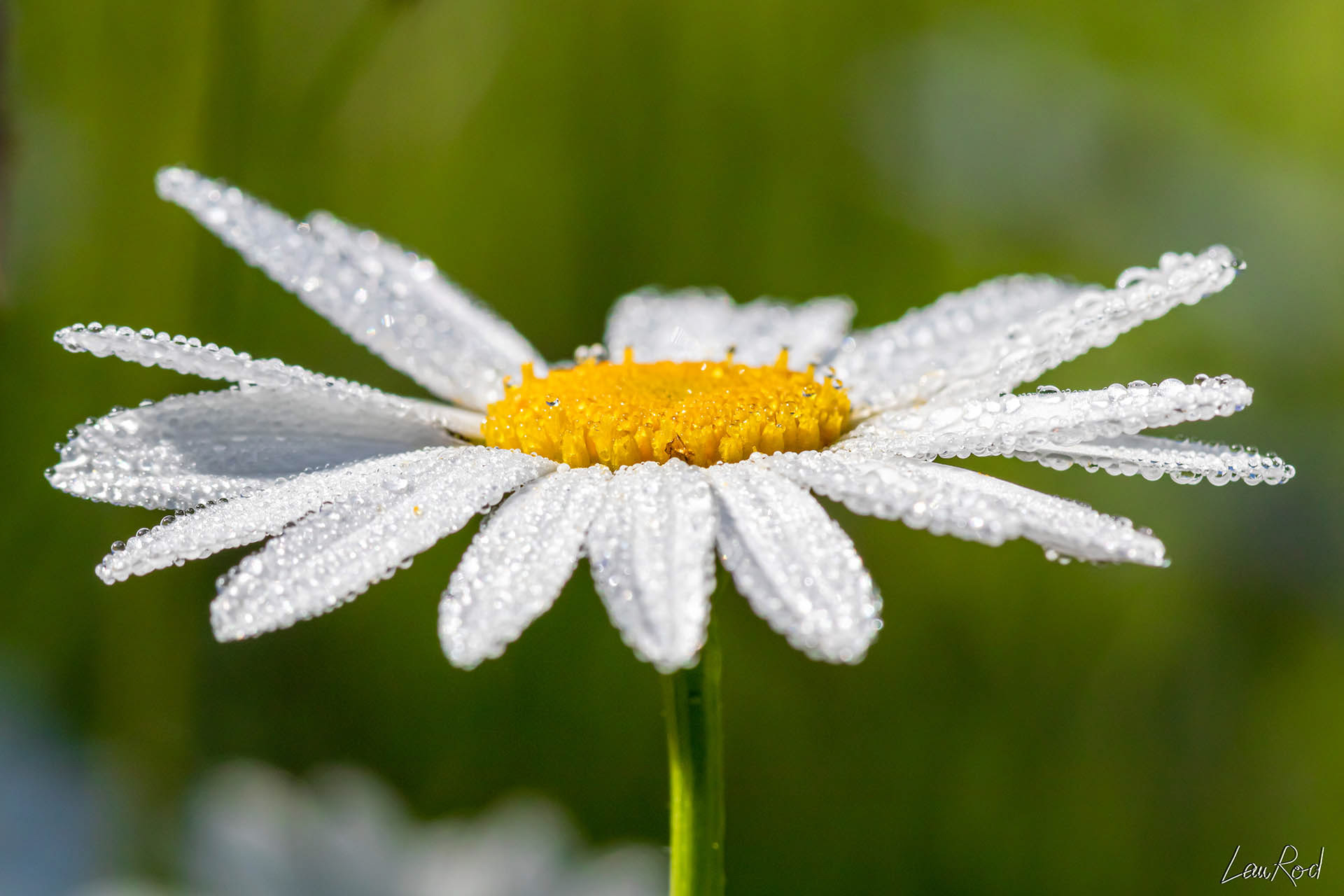 Grande marguerite - F005